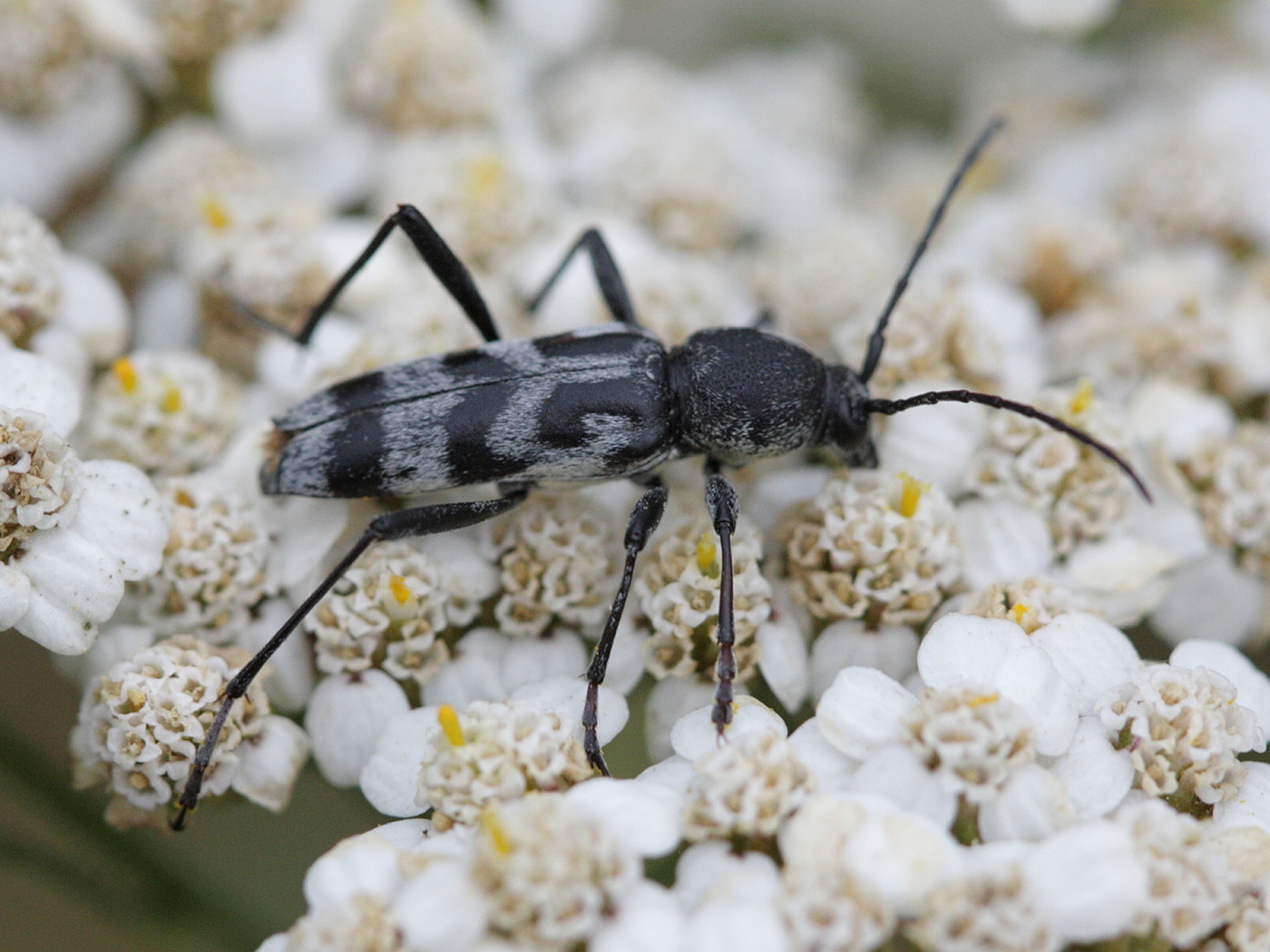 chlorophorus_varius3bd