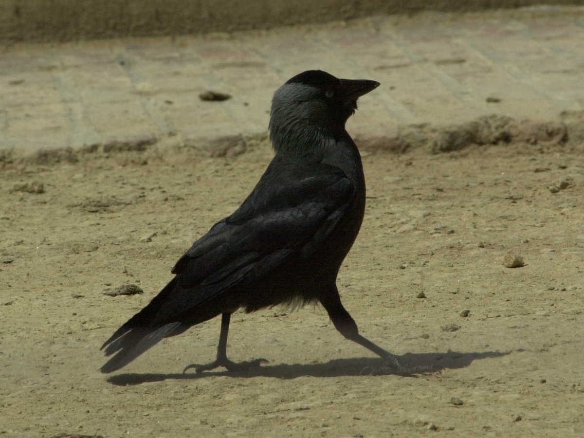 choucas_des_tours_-_corvus_monedula3md