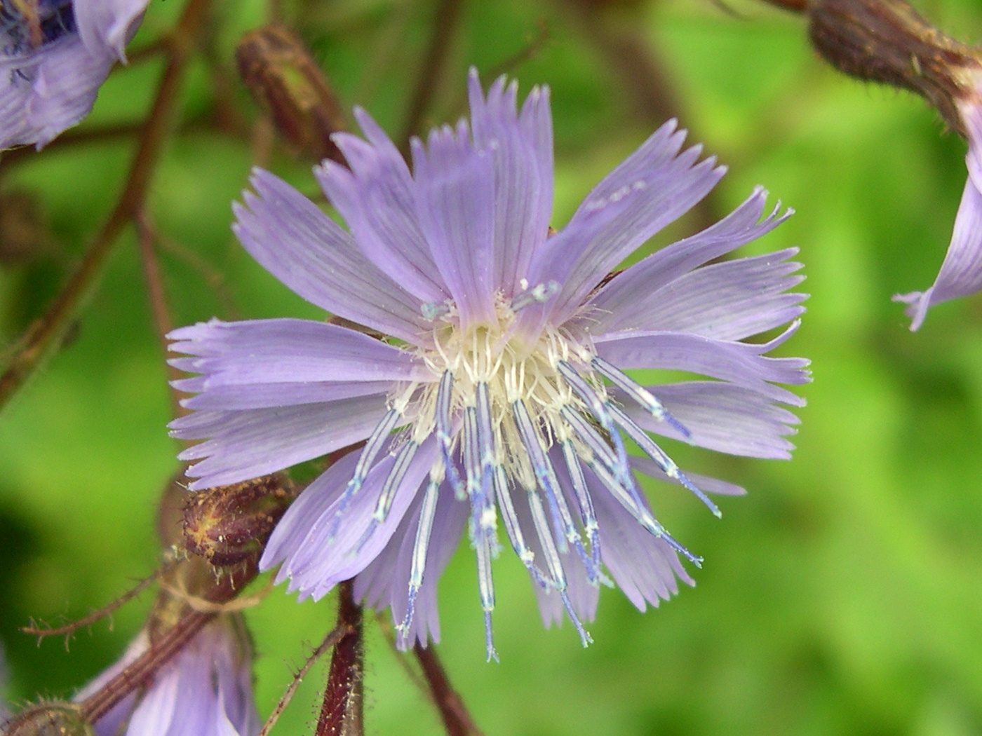 cicerbita_alpina2bmd