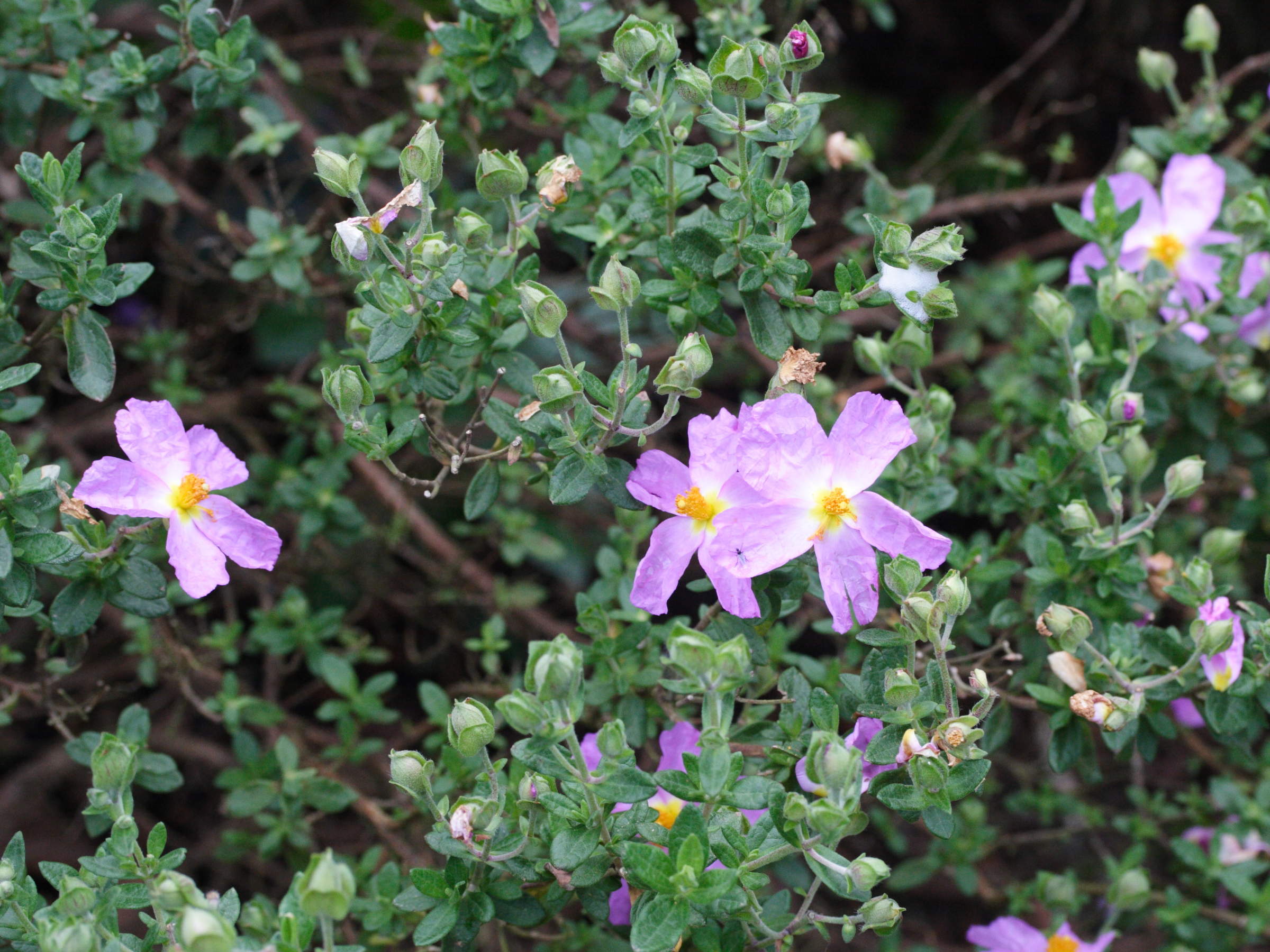 cistus_heterophyllus_carthaginensis1md