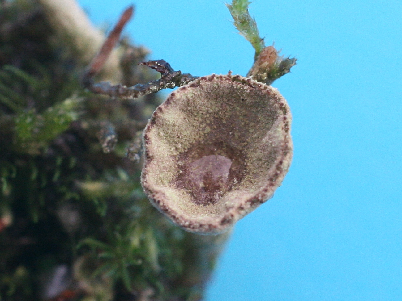 Cladonia_chlorophaea