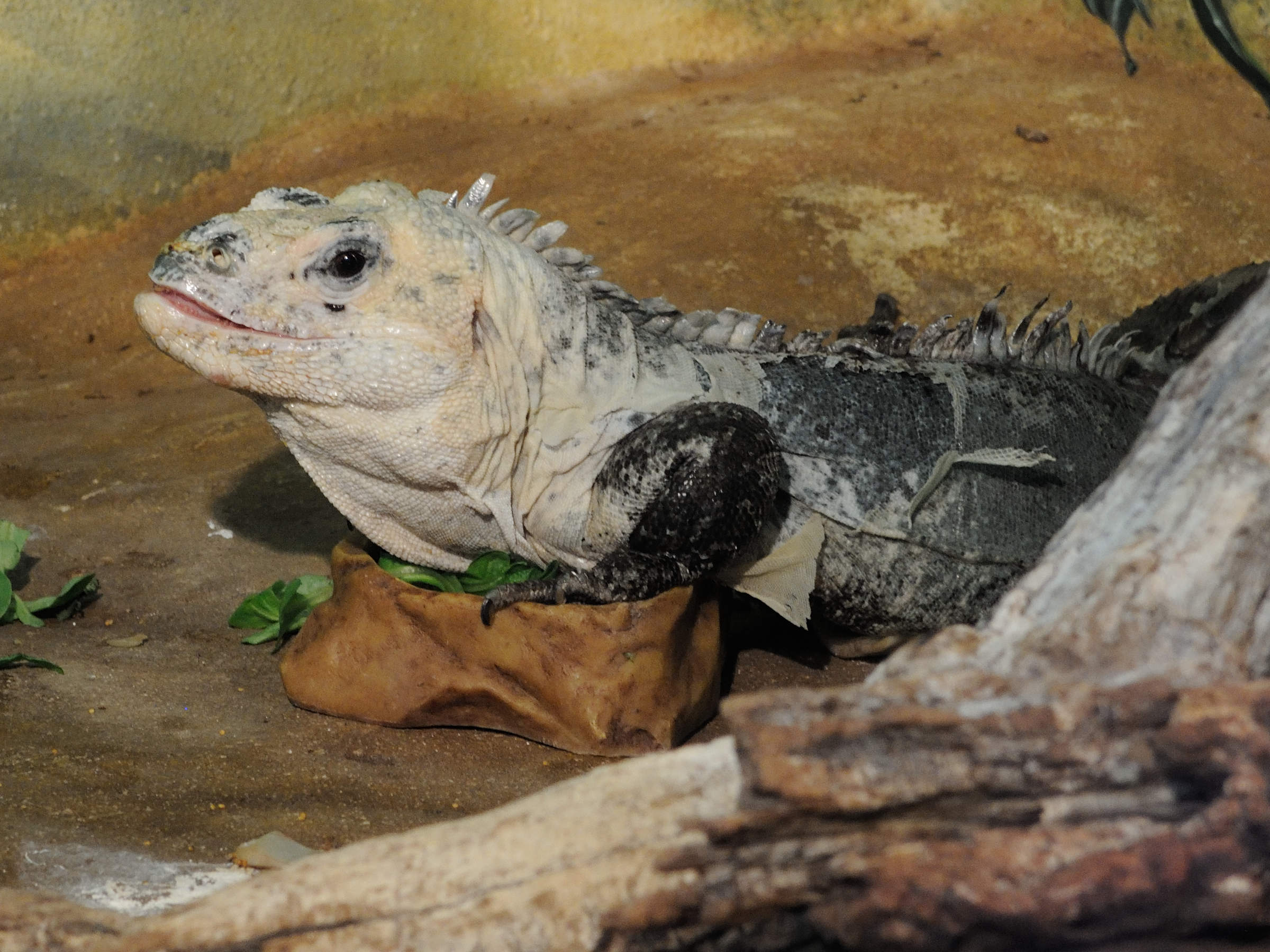 ctenosaura_bakeri1md