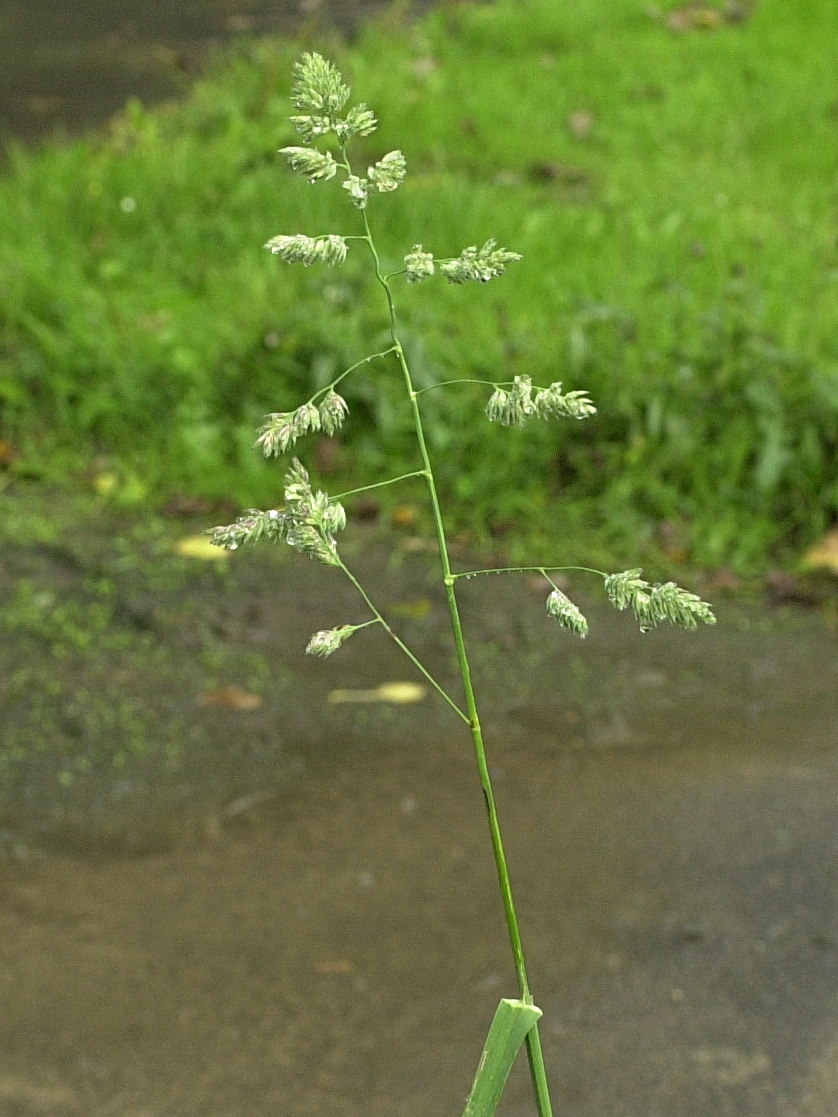 dactylis_glomerata2md