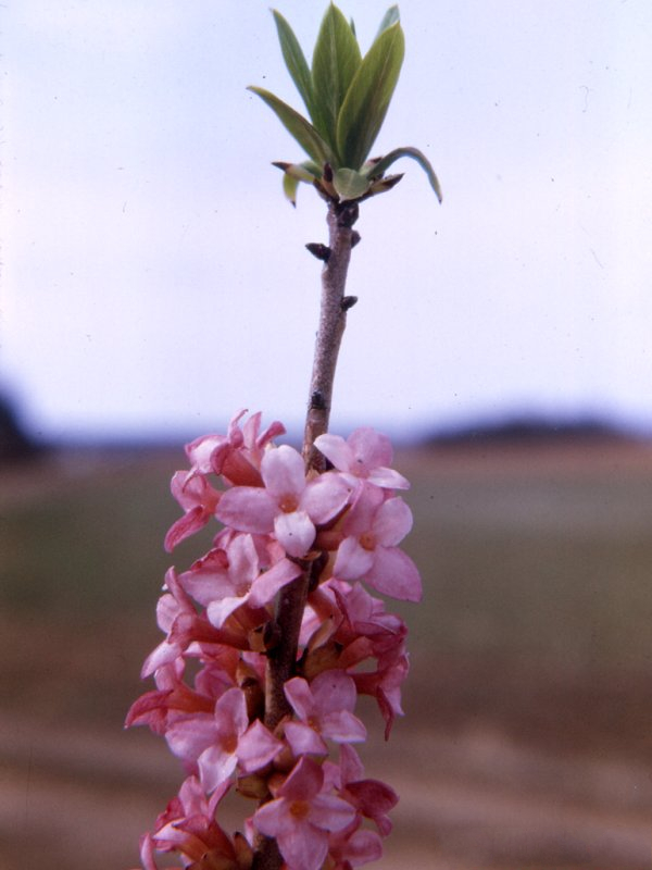 daphne_mezereum2mcf