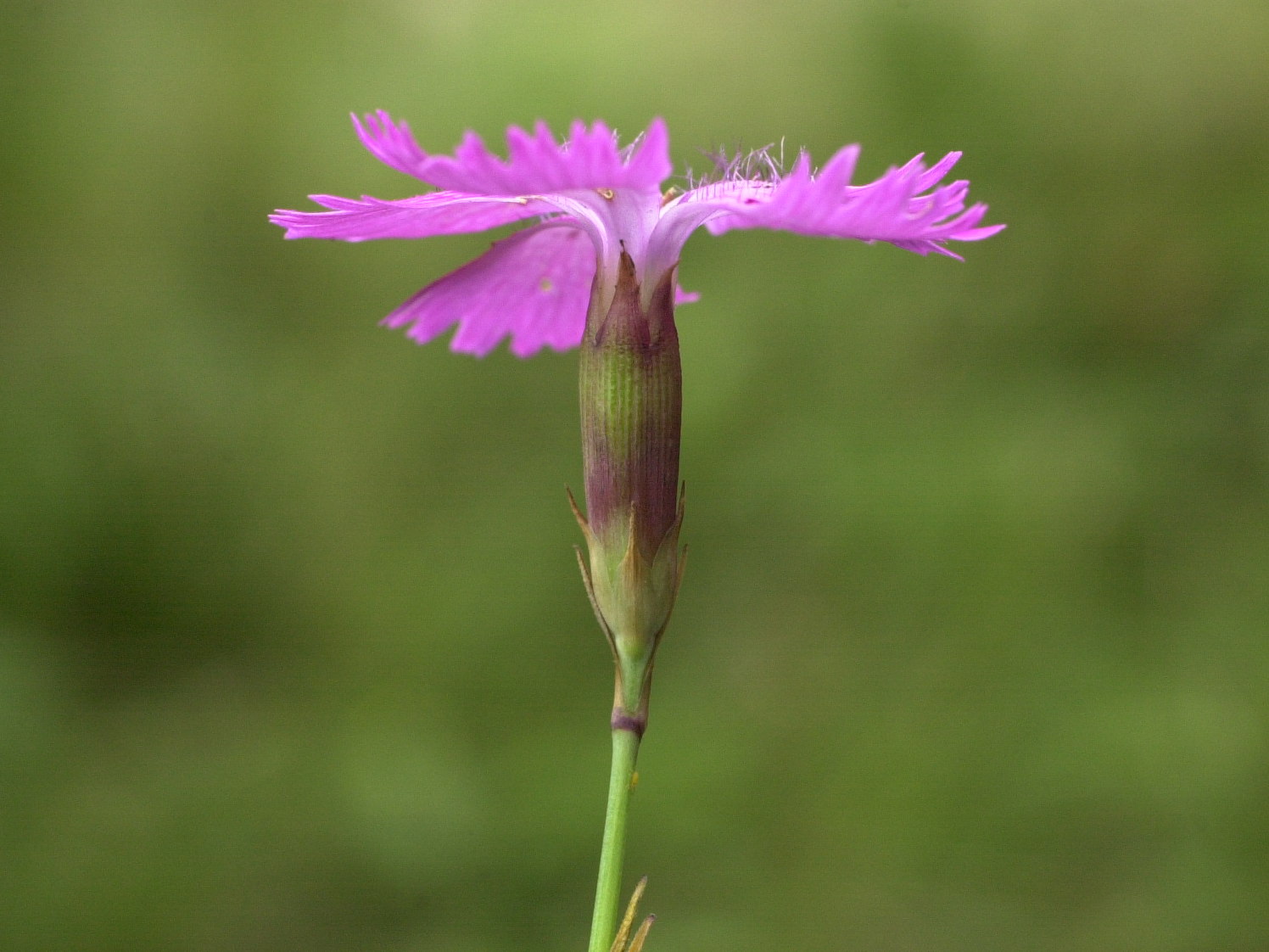 Afficher le média dianthus_seguieri_pseudocollinus3md dianthus_seguieri_pseudocollinus3md