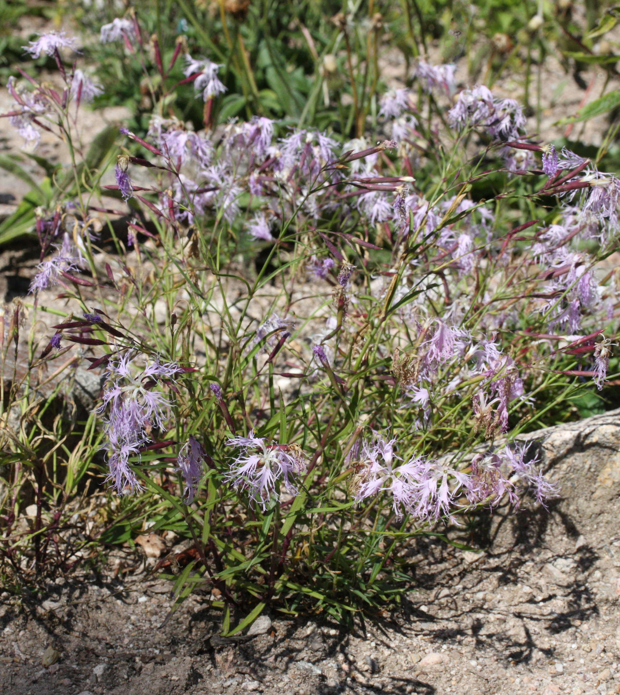 Afficher le média dianthus_superbus1md dianthus_superbus1md