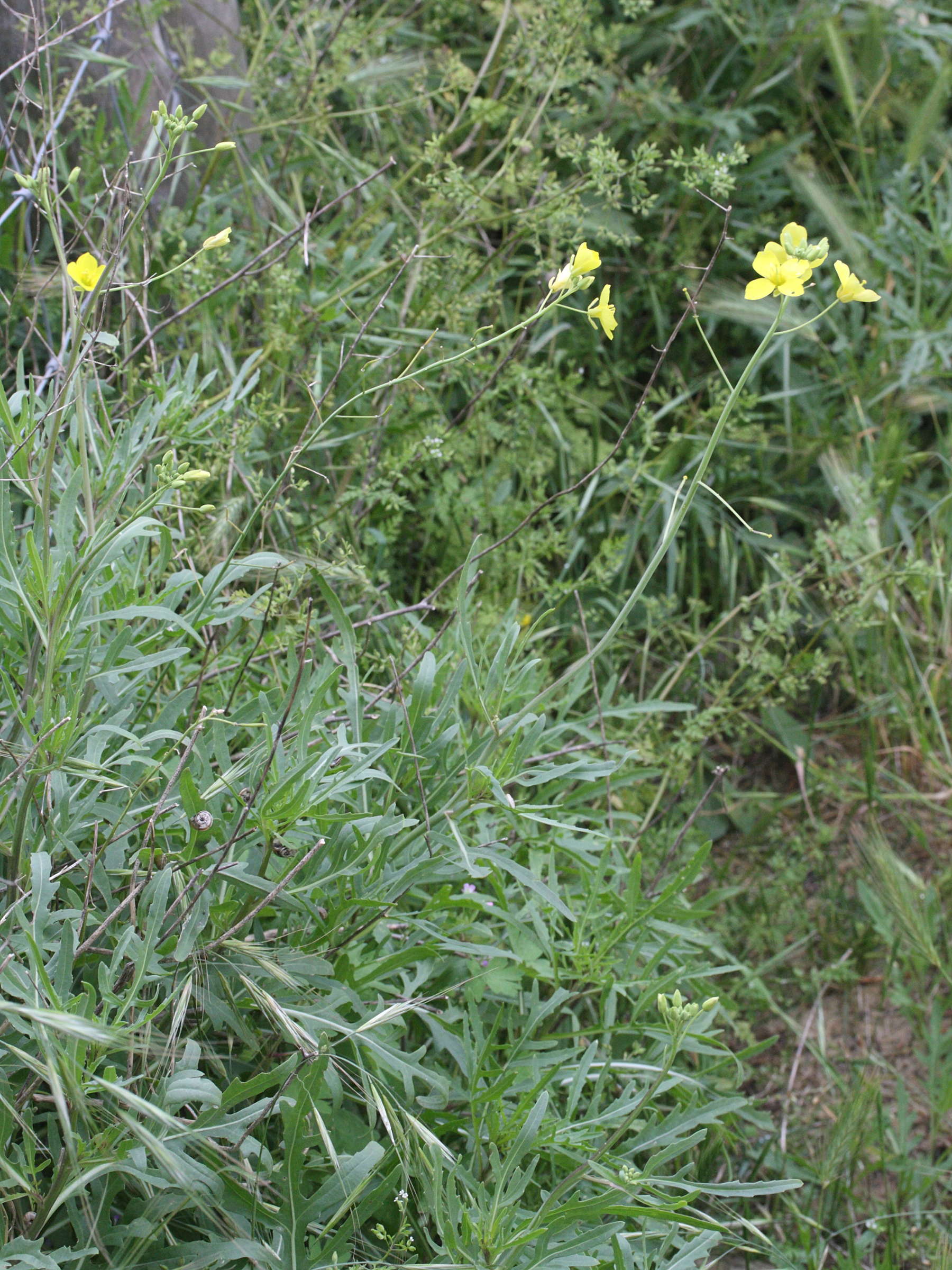 Afficher le média diplotaxis_muralis1md diplotaxis_muralis1md