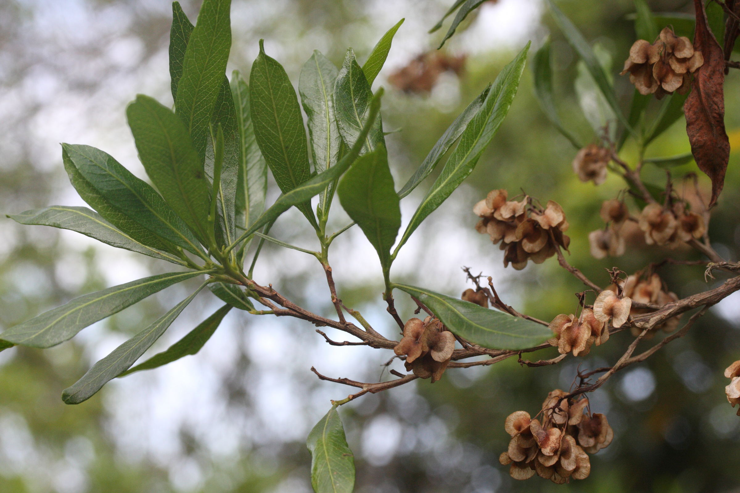 Afficher le média dodonaea_viscosa6md dodonaea_viscosa6md