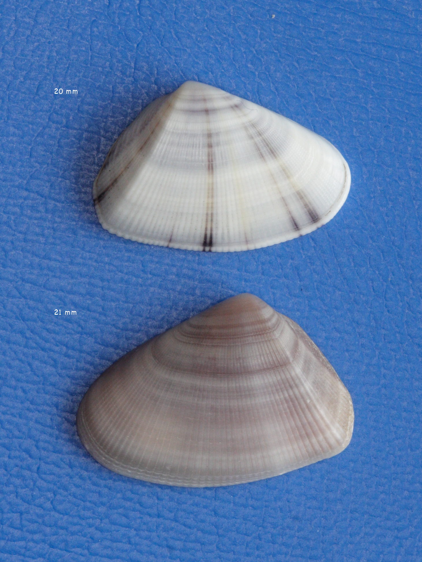 donax_denticulatus1md