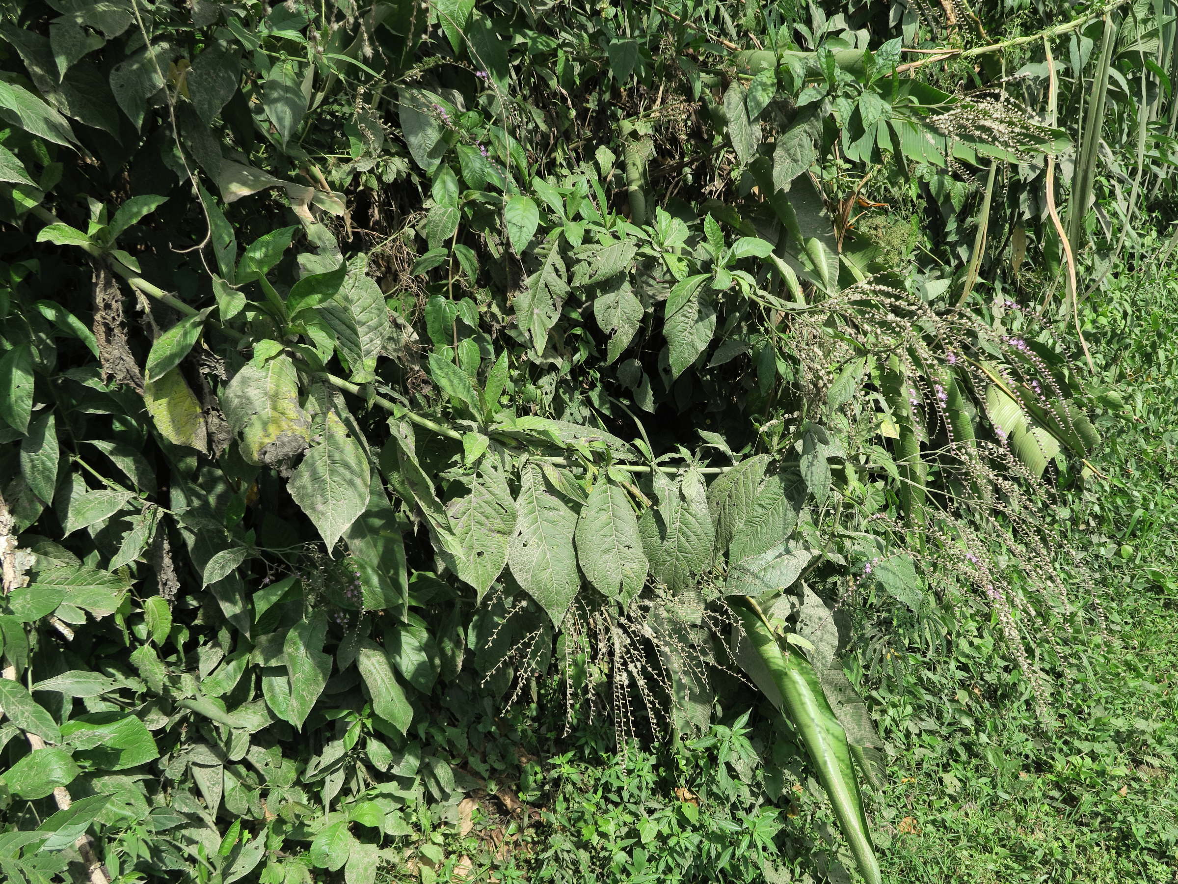 eirmocephala_brachiata1md