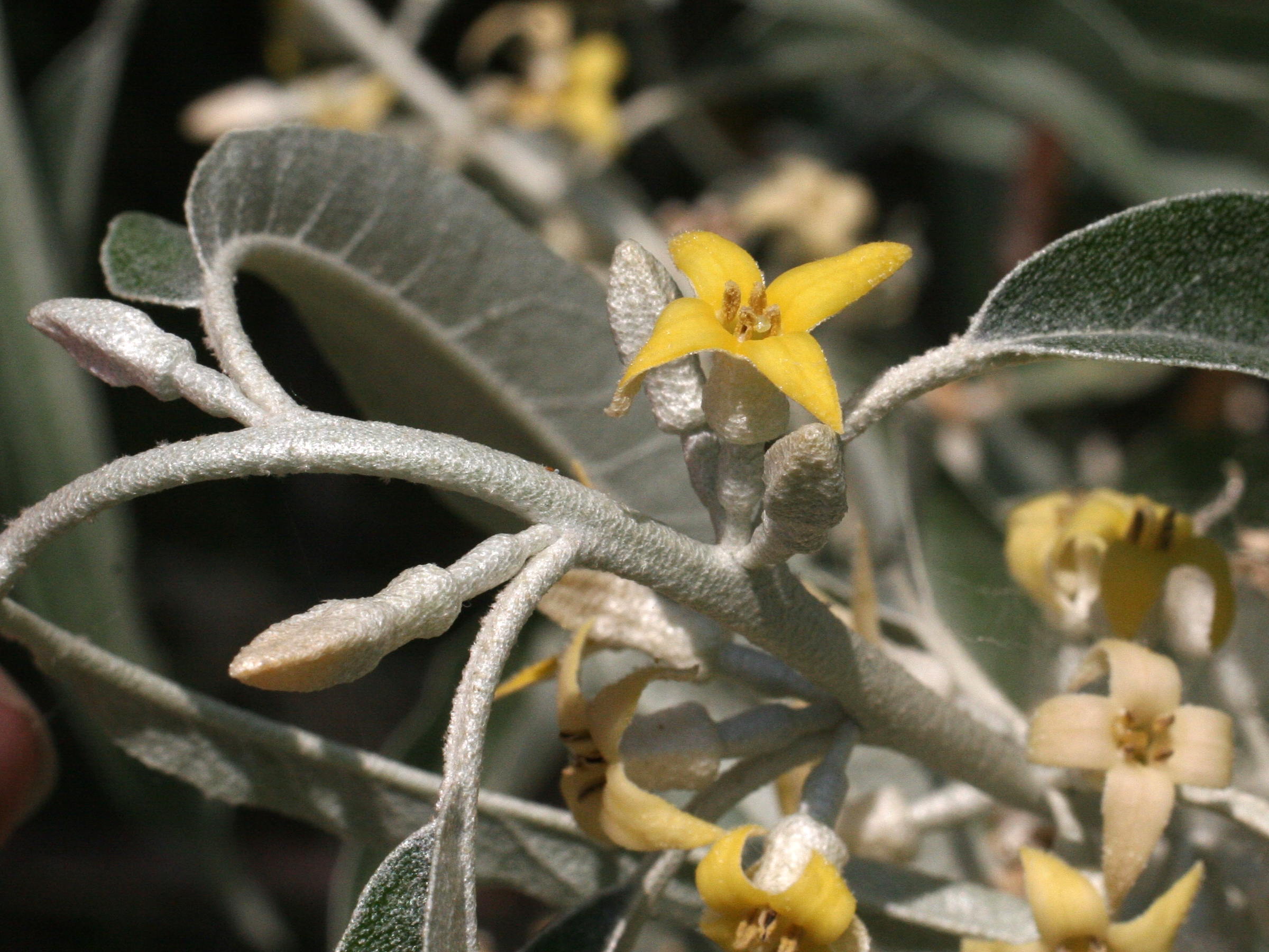 elaeagnus_angustifolia3md