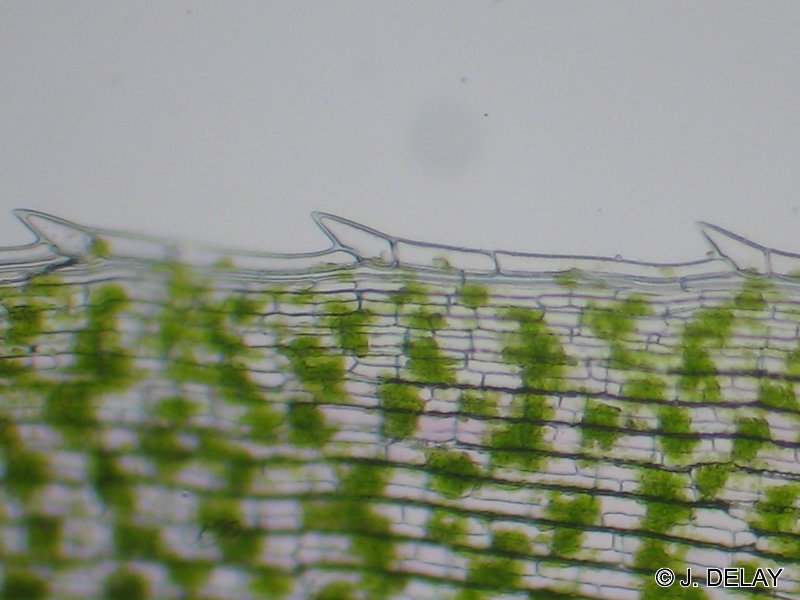 Afficher le média elodea_canadensis2jd elodea_canadensis2jd