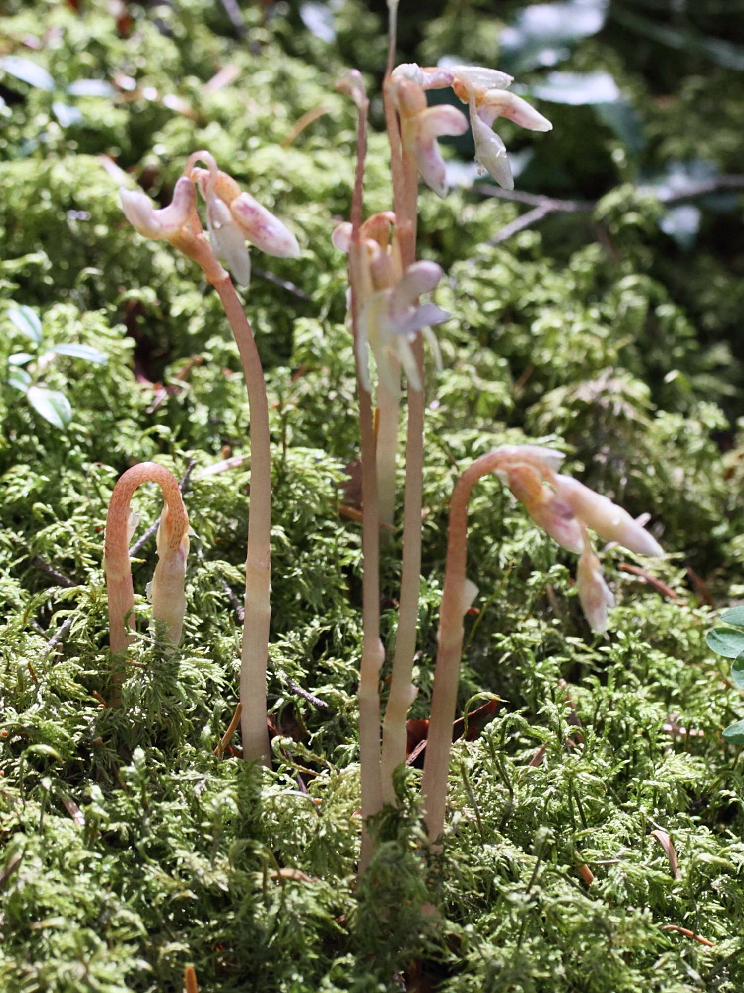 epipogium_aphyllum4md