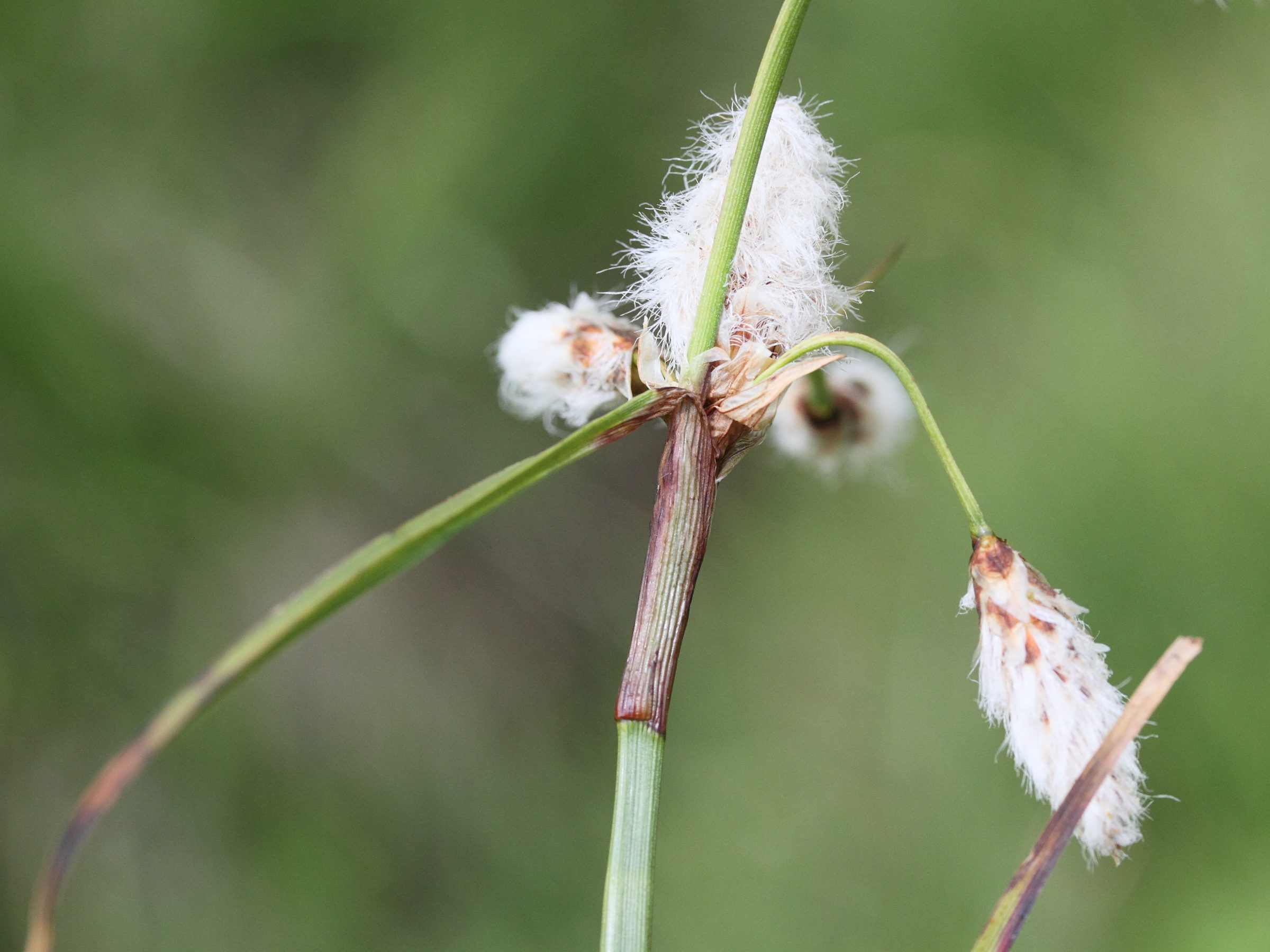 eriophorum_angustifolium5md