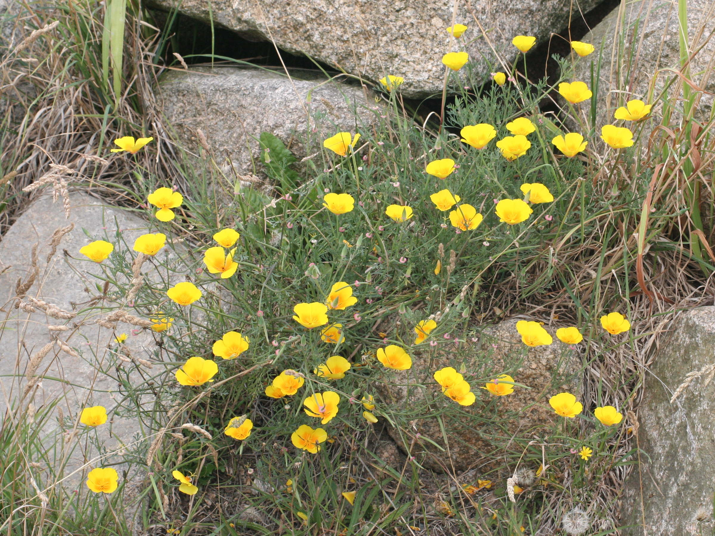 eschscholtzia_californica1bmd