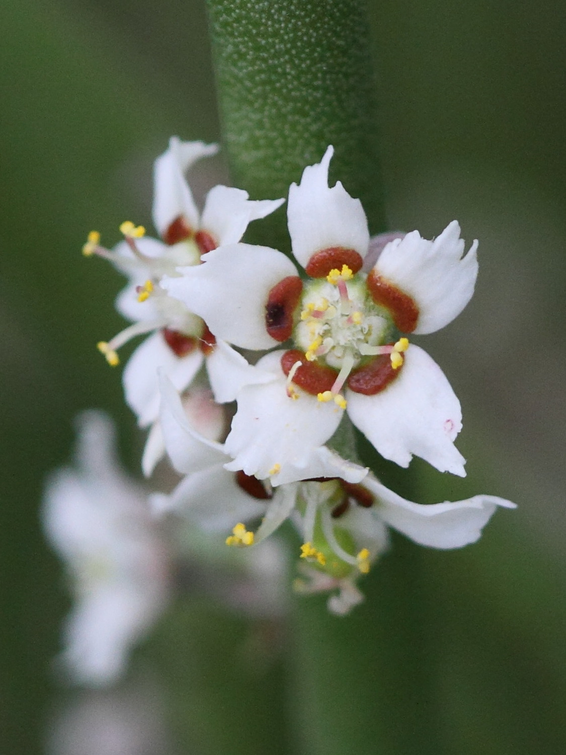 euphorbia_antisyphilitica2bd