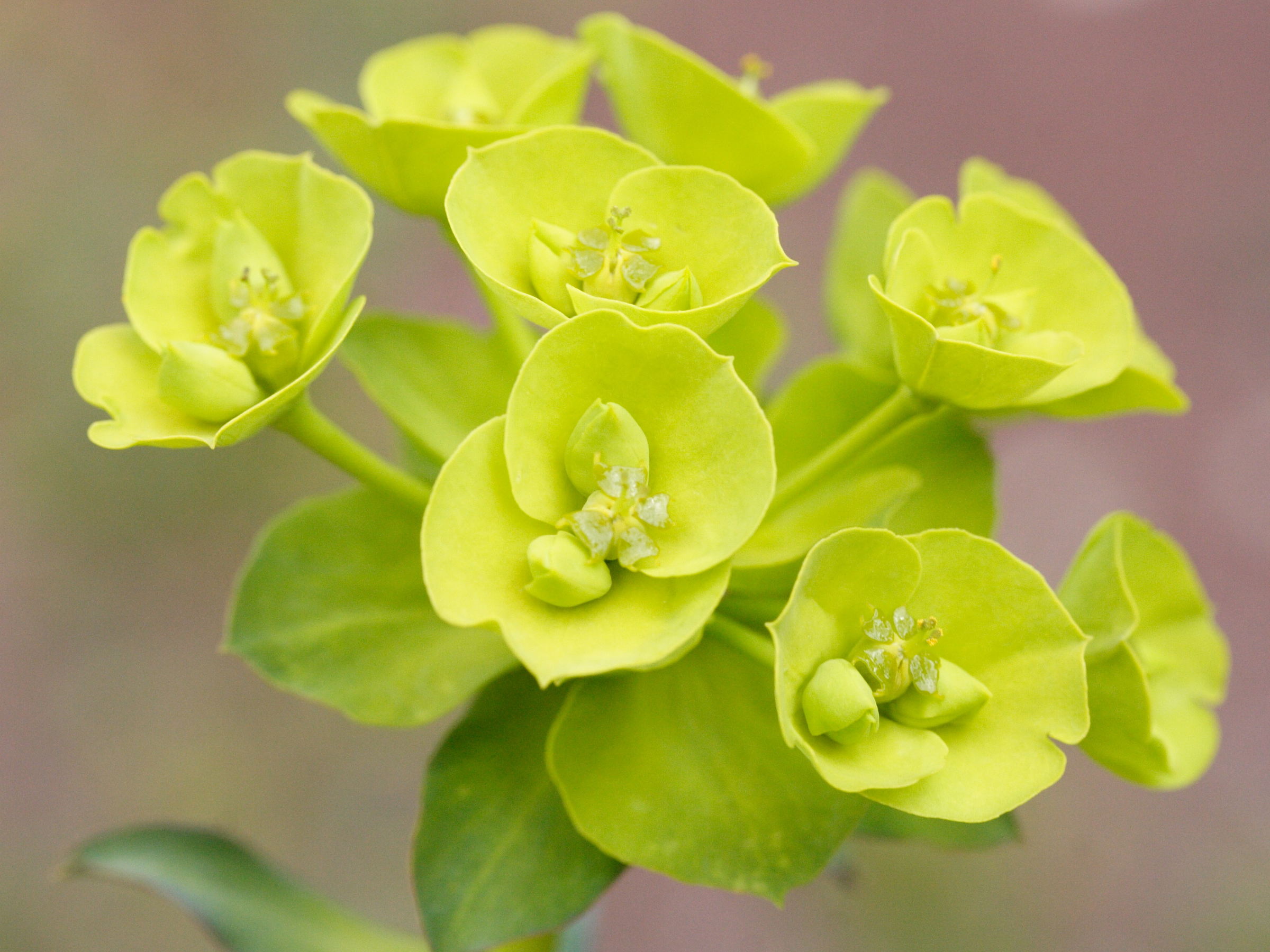 Afficher le média Euphorbia_nicaeensis Euphorbia_nicaeensis