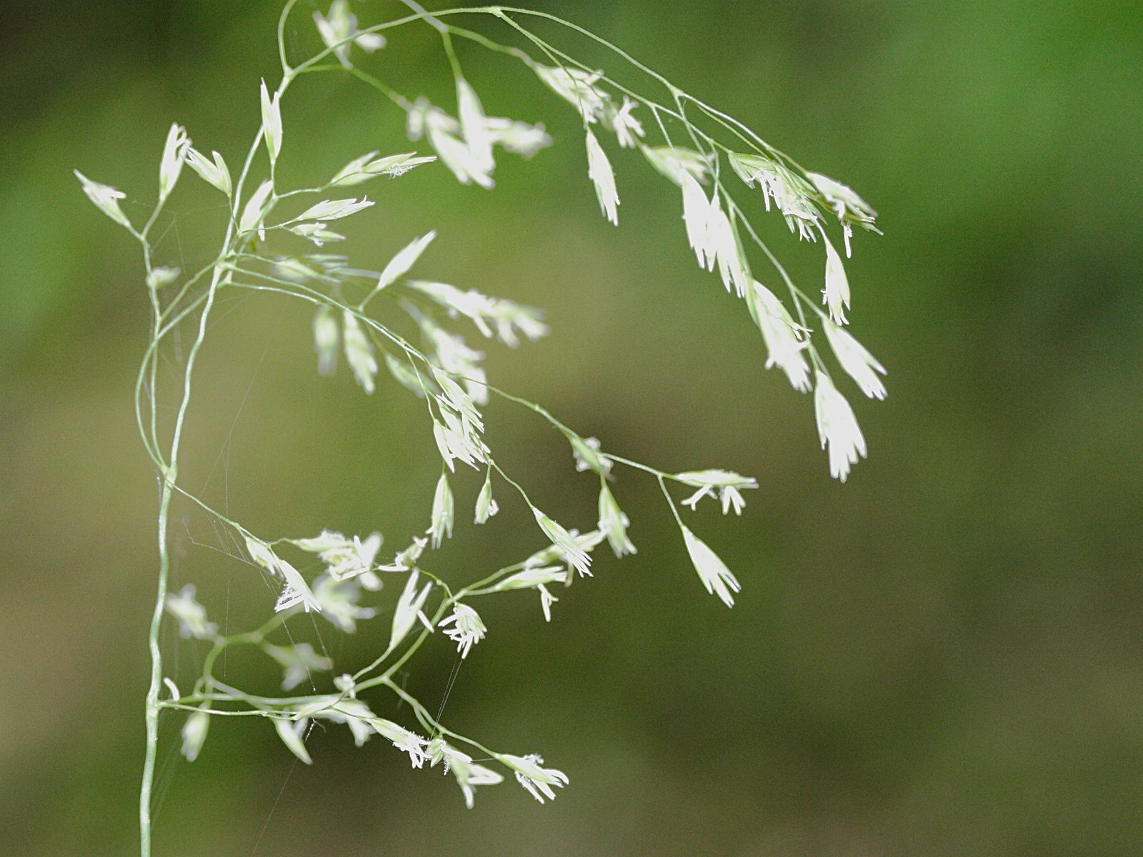 festuca_altissima2md