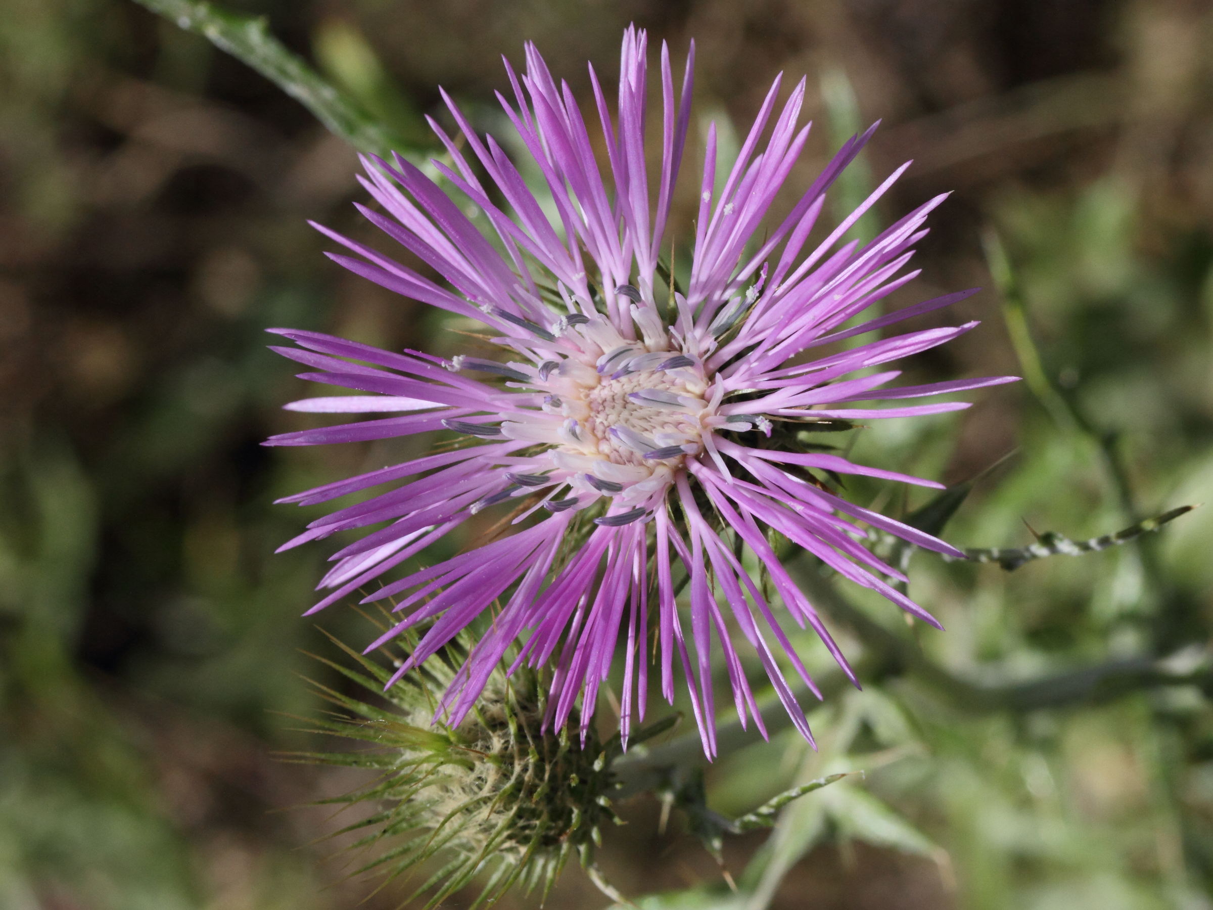 Afficher le média Galactites_elegans Galactites_elegans