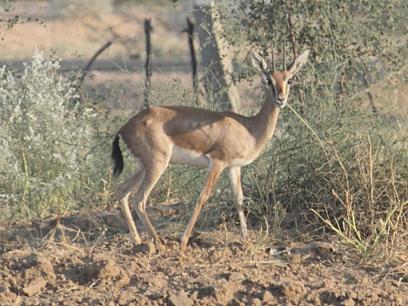 gazella_bennettii2bd