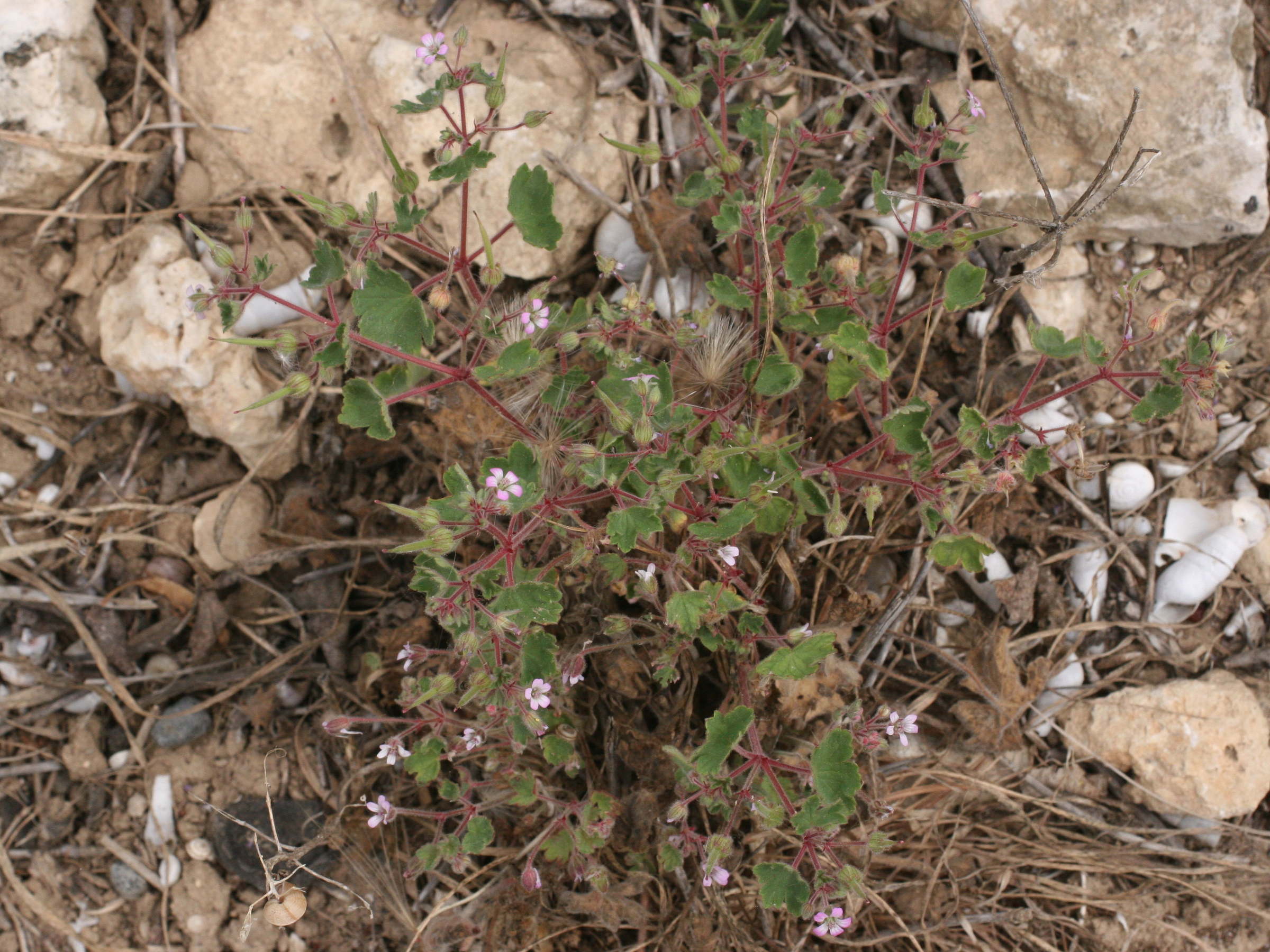 geranium_rotundifolium1md