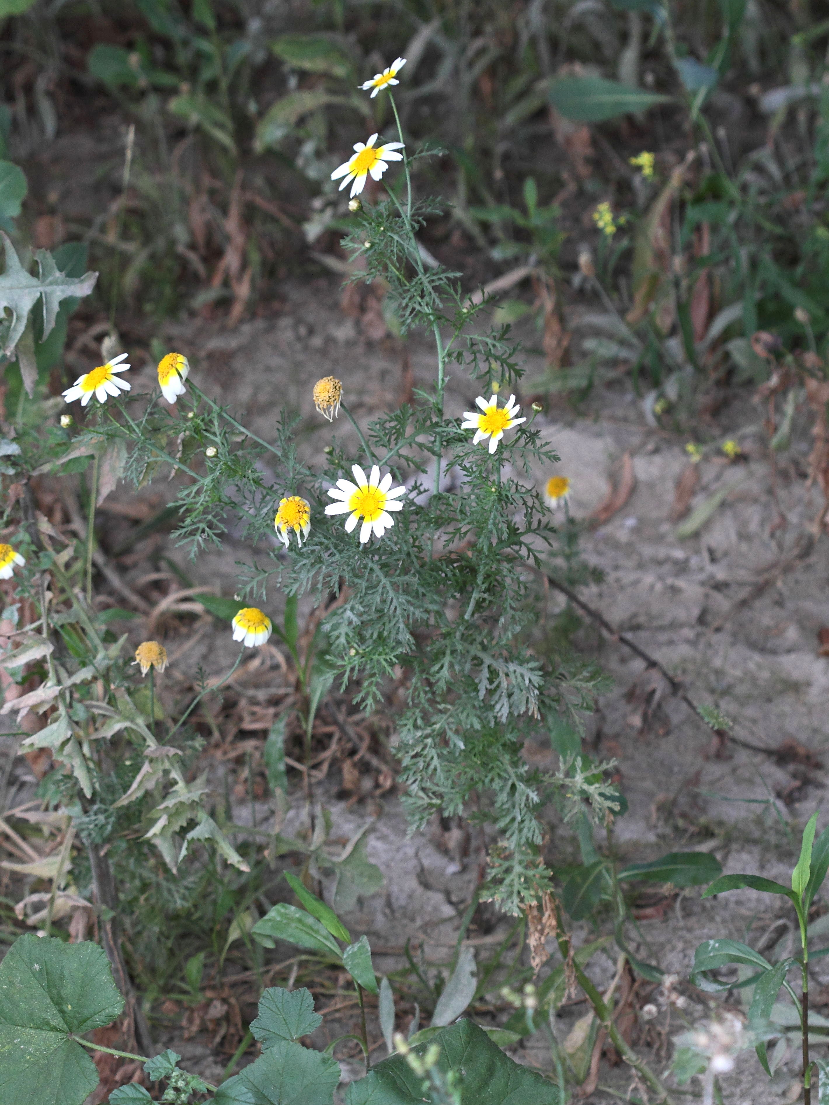 glebionis_coronaria1bd