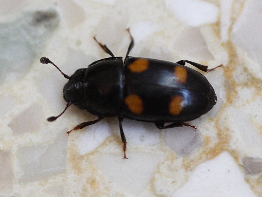 glischrochilus_hortensis2md