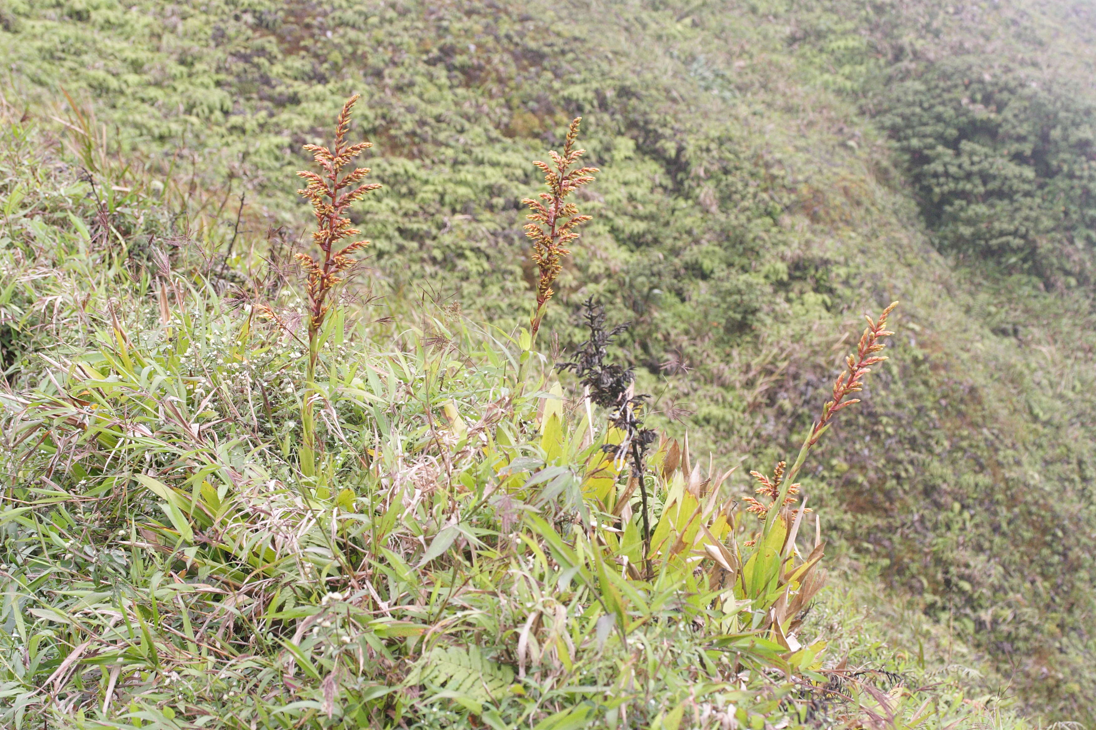 guzmania_plumieri1md