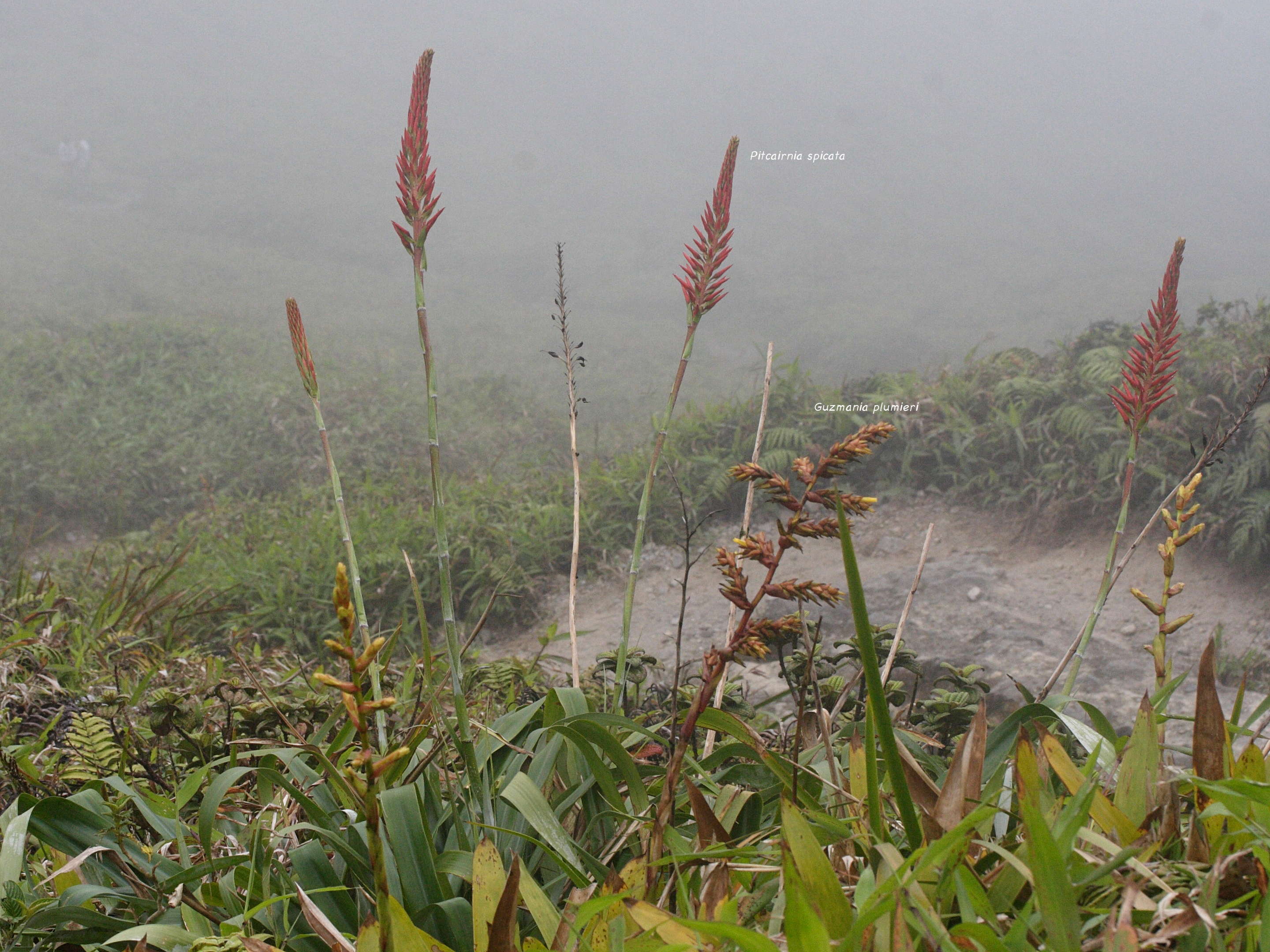 guzmania_plumieri3md