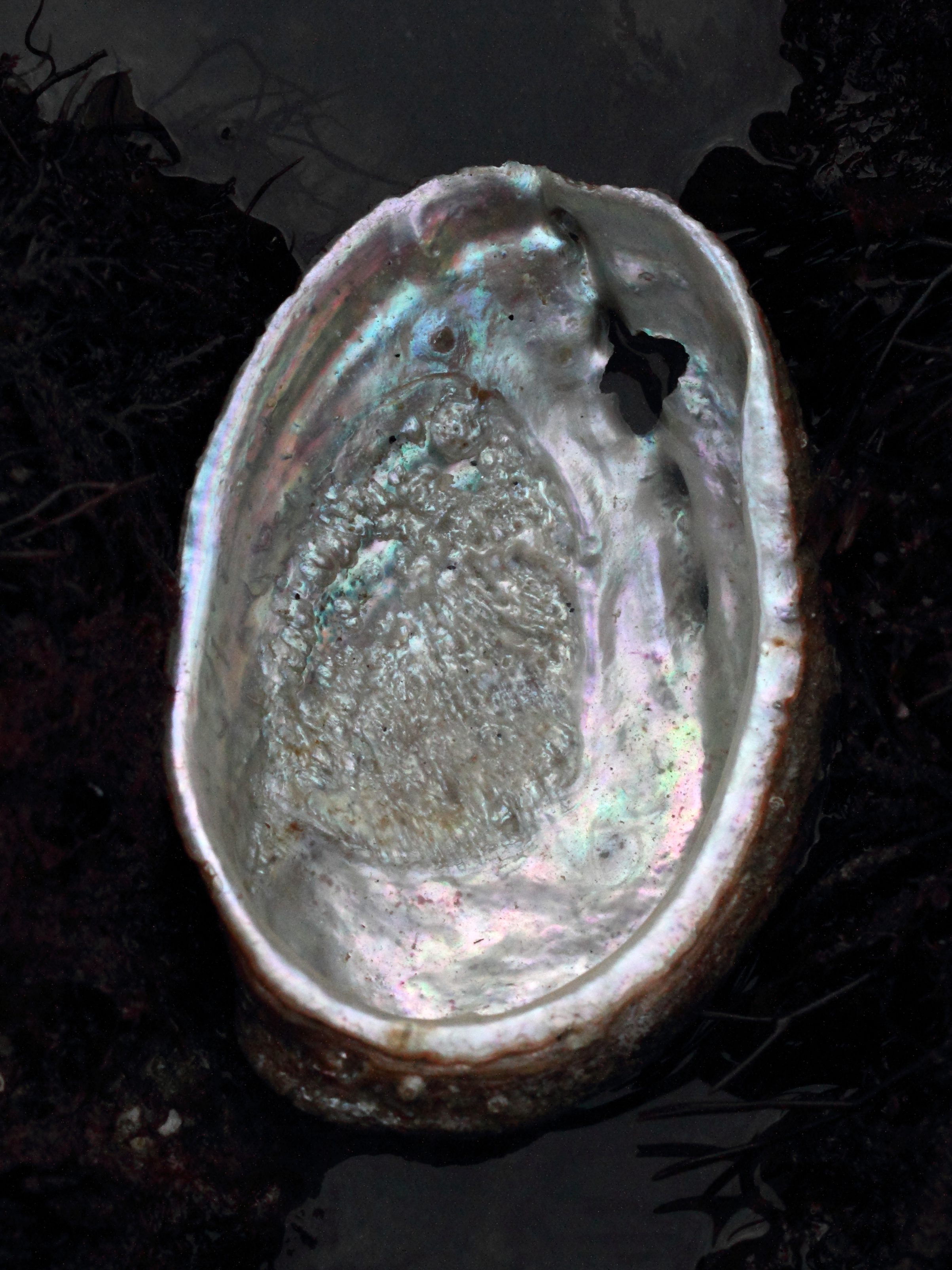 haliotis_tuberculata4bd