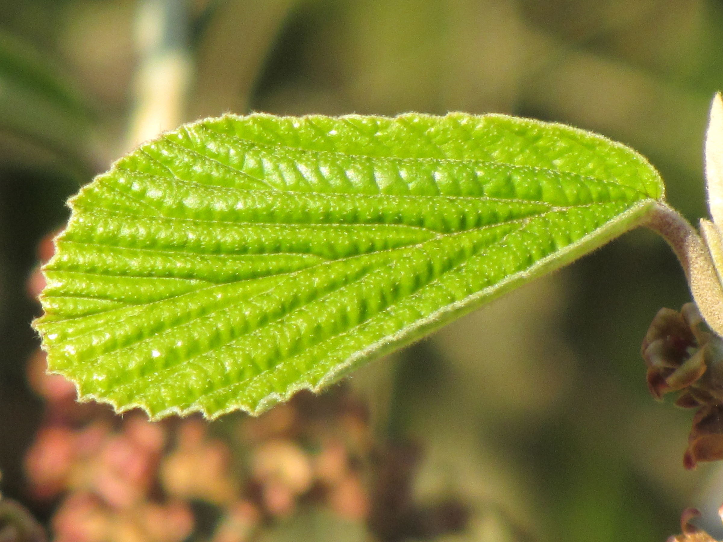 Afficher le média hamamelis_x_intermedia2mv hamamelis_x_intermedia2mv