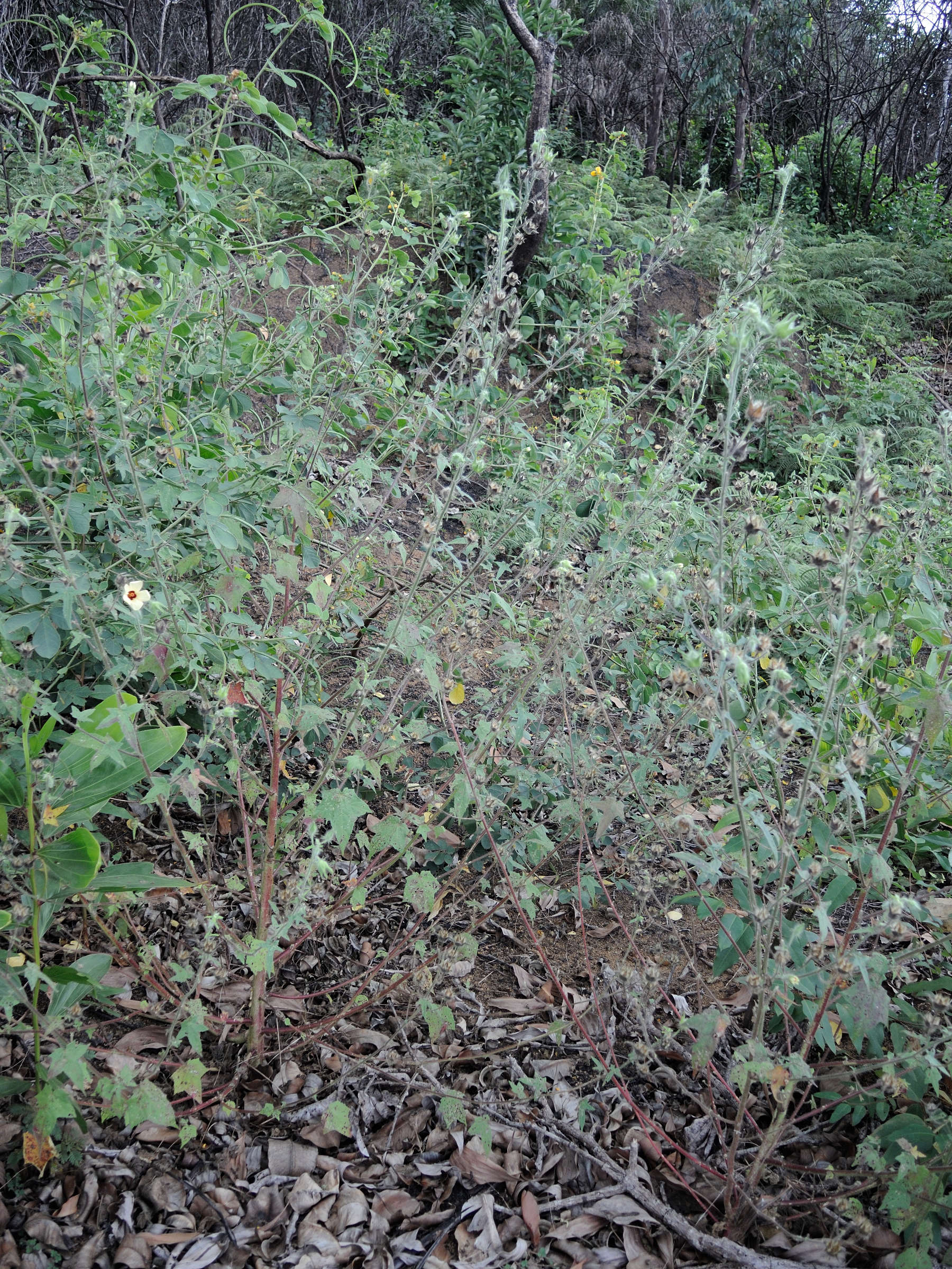 hibiscus_physaloides1md