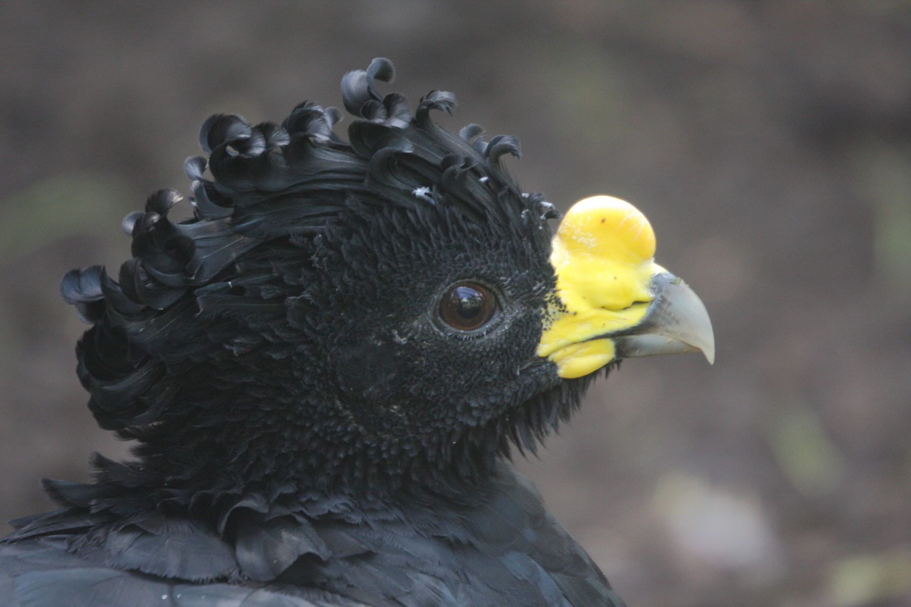 hocco_de_daubenton_-_crax_daubentoni5md