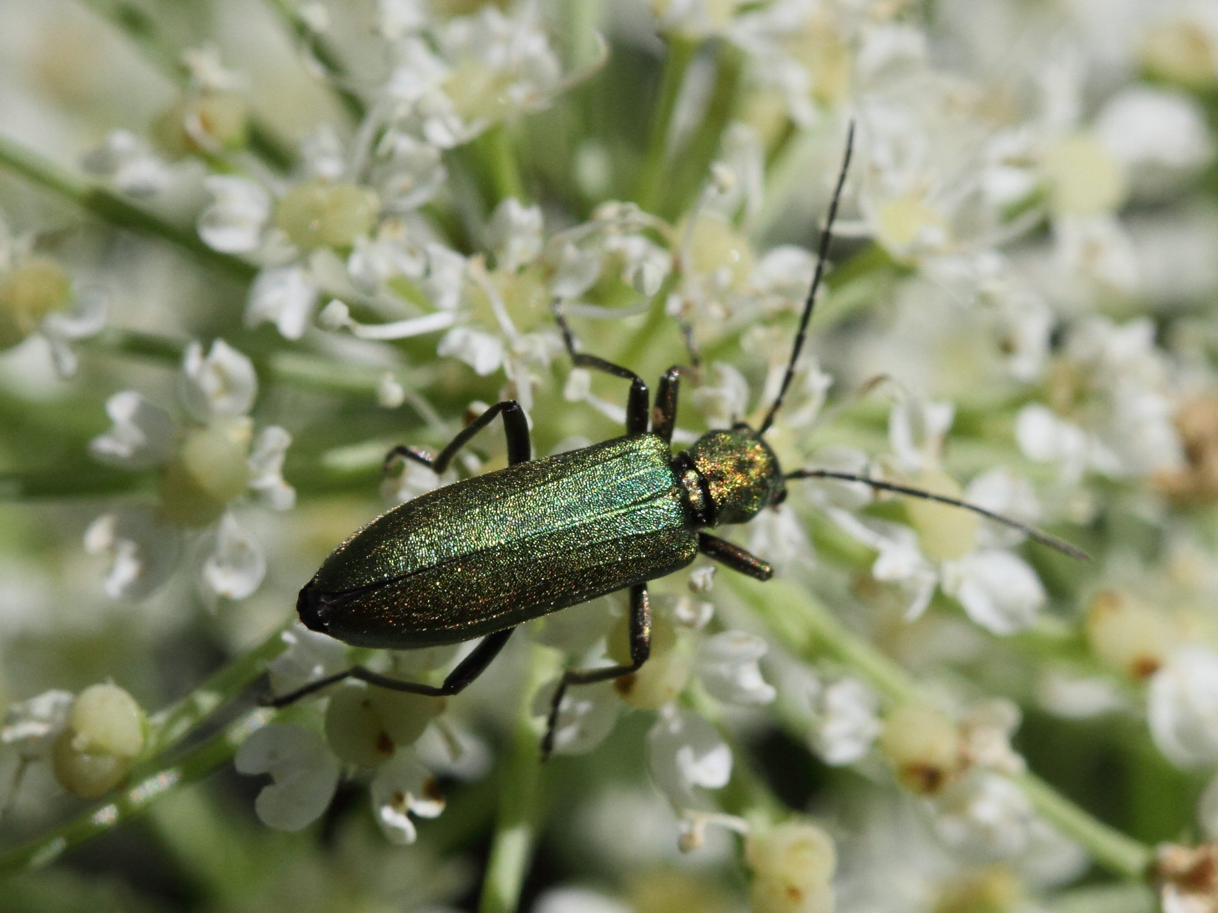 ischnomera_cyanea2bd