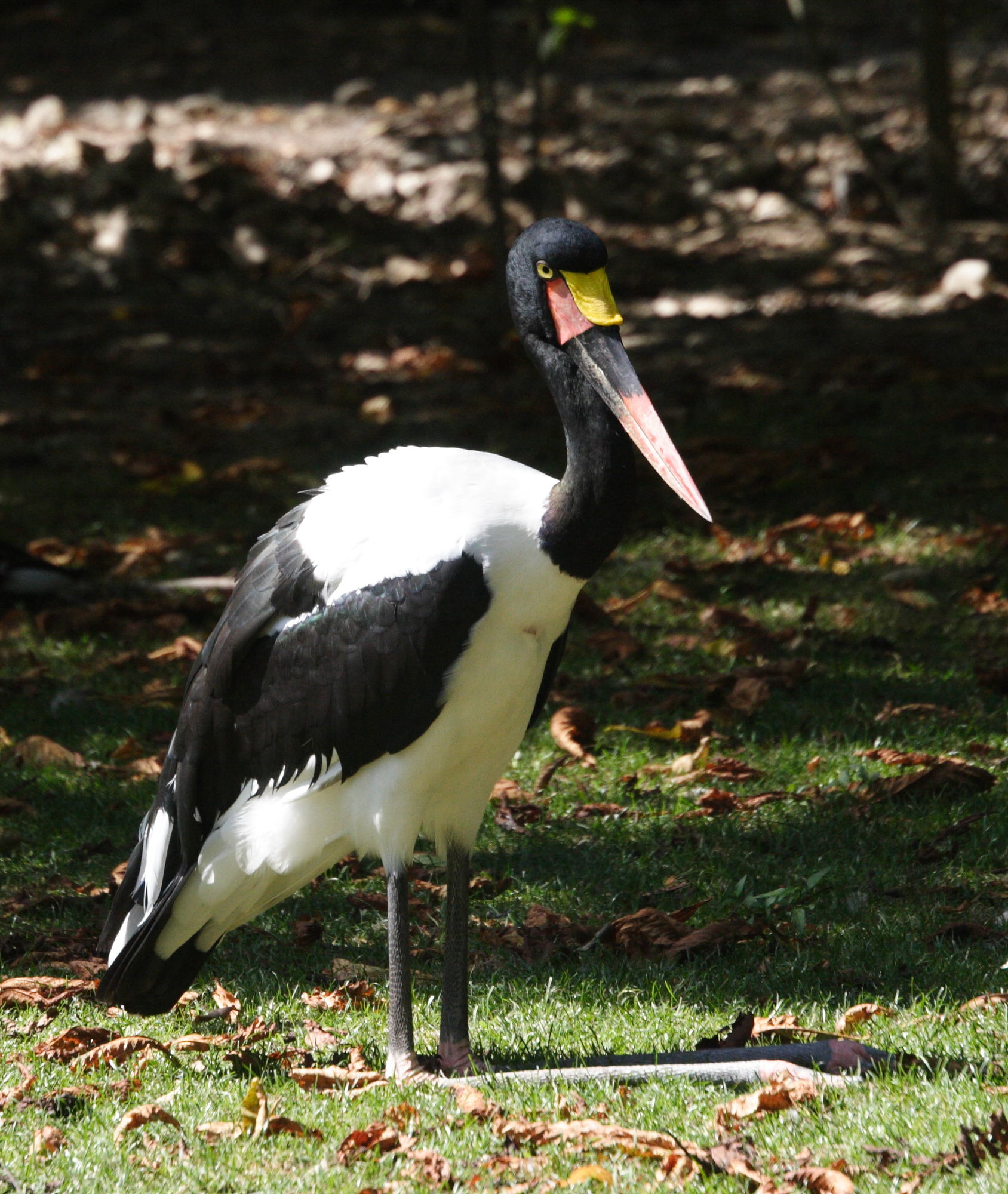 jabiru_d-afrique_-_ephippiorhynchus_senegalensis3md