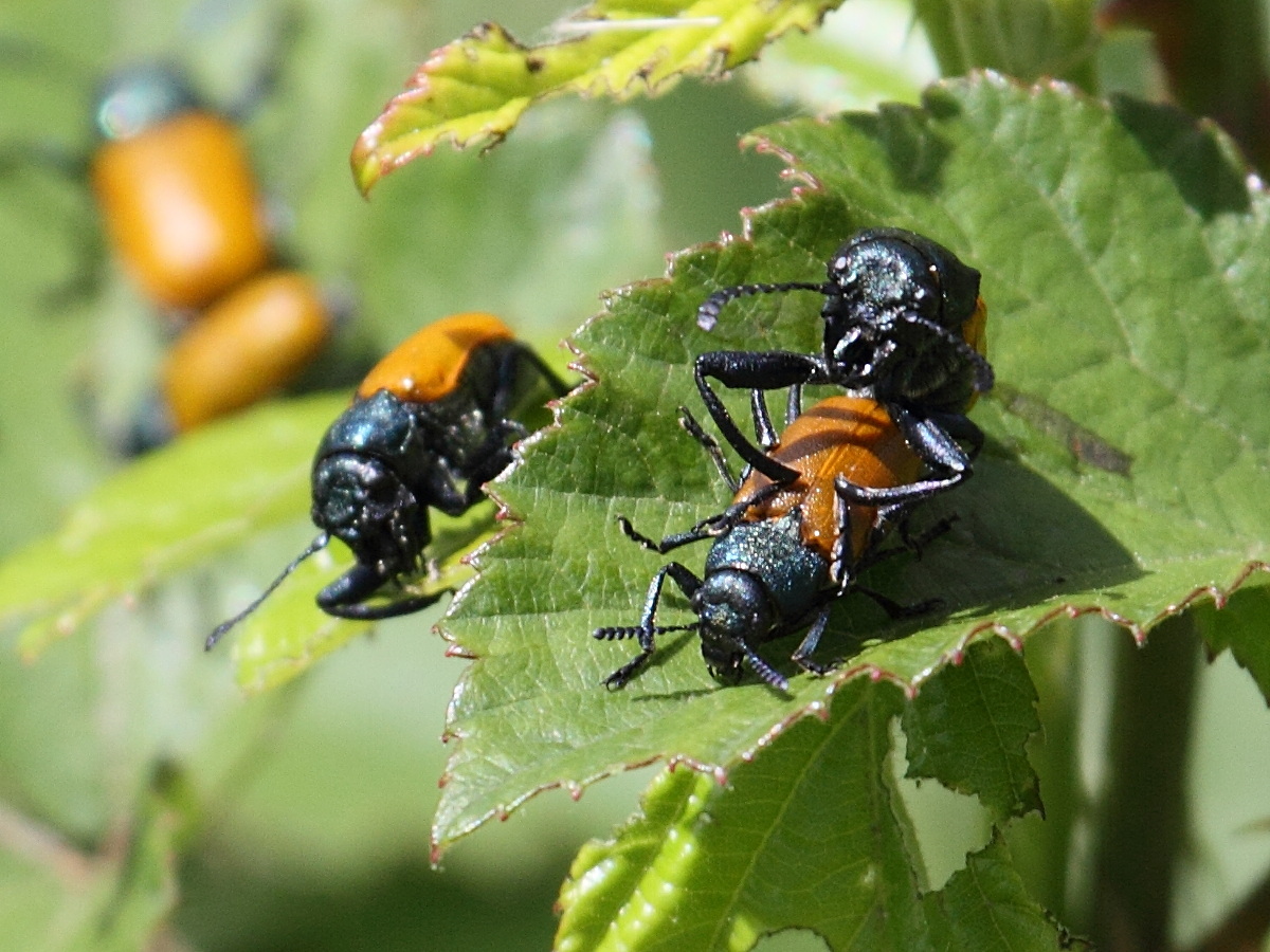 labidostomis_longimana3bd