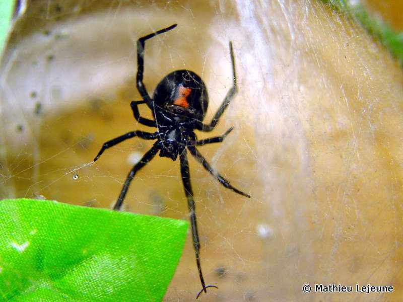 latrodectus_mactans1ml