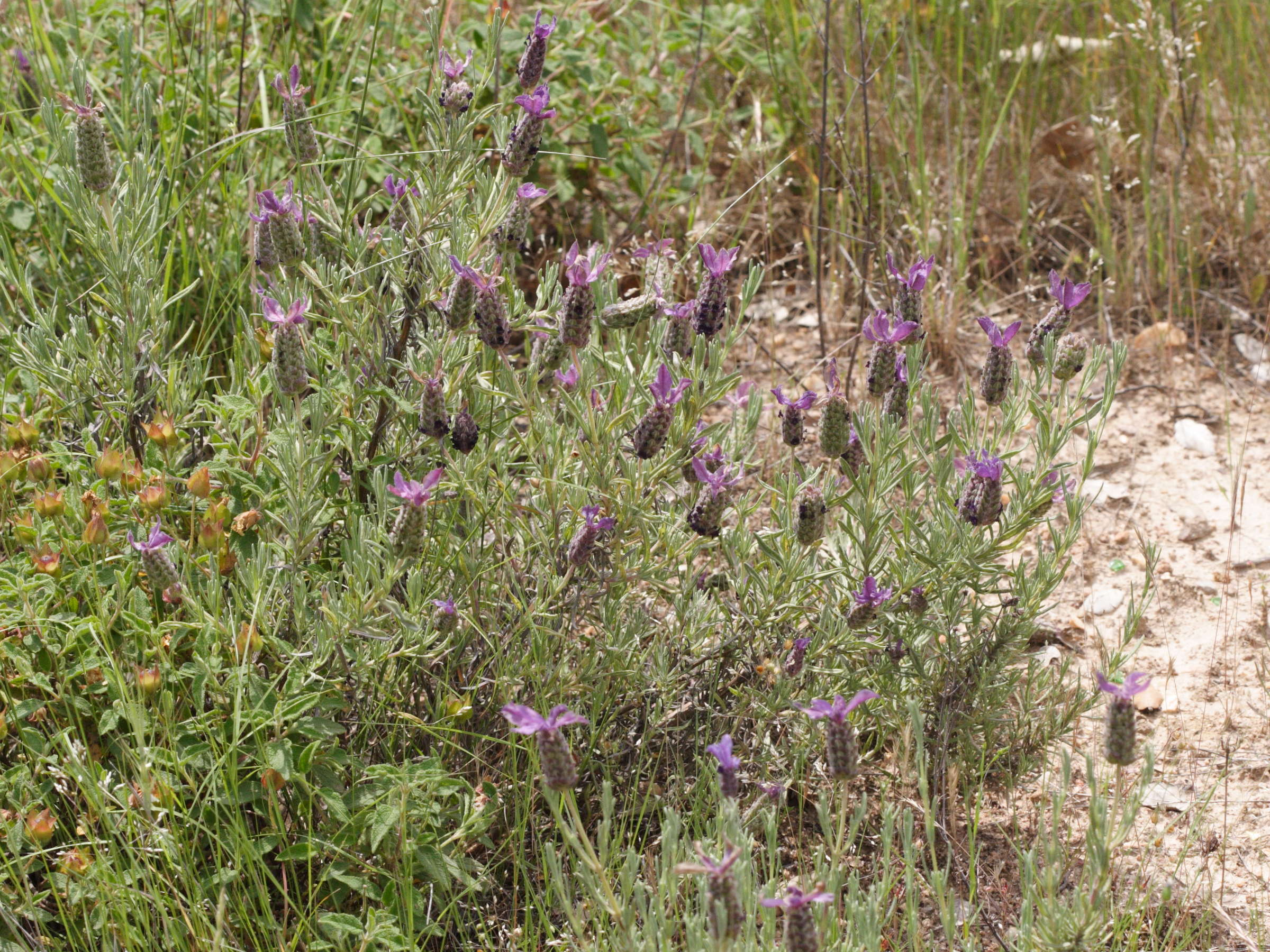 lavandula_stoechas4md