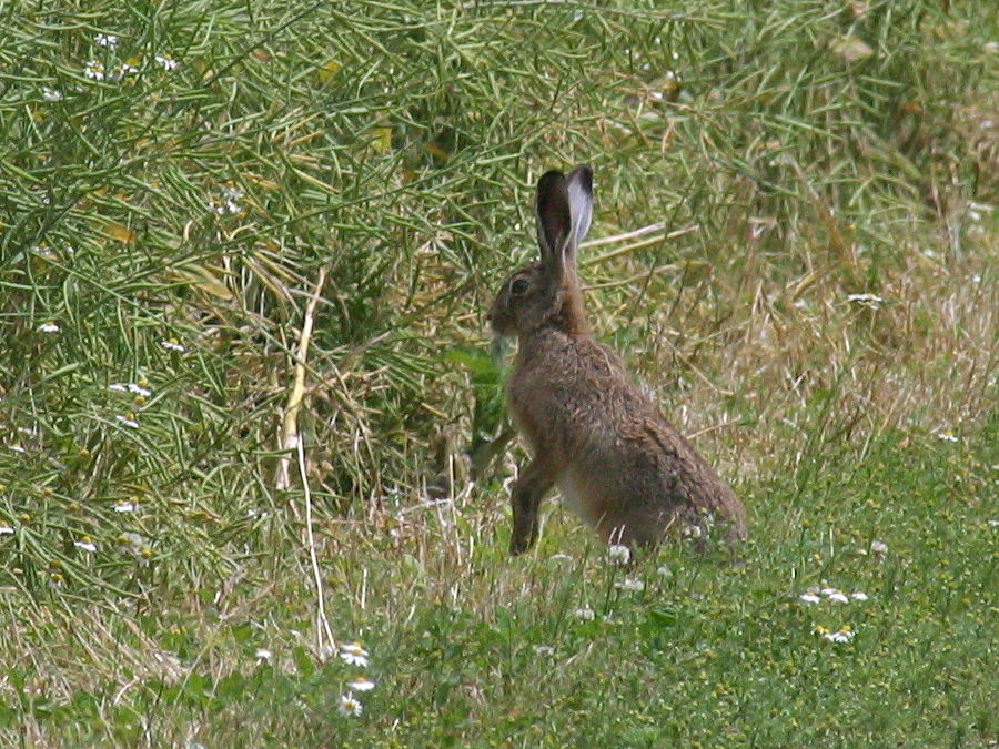 lepus_europaeus2bd