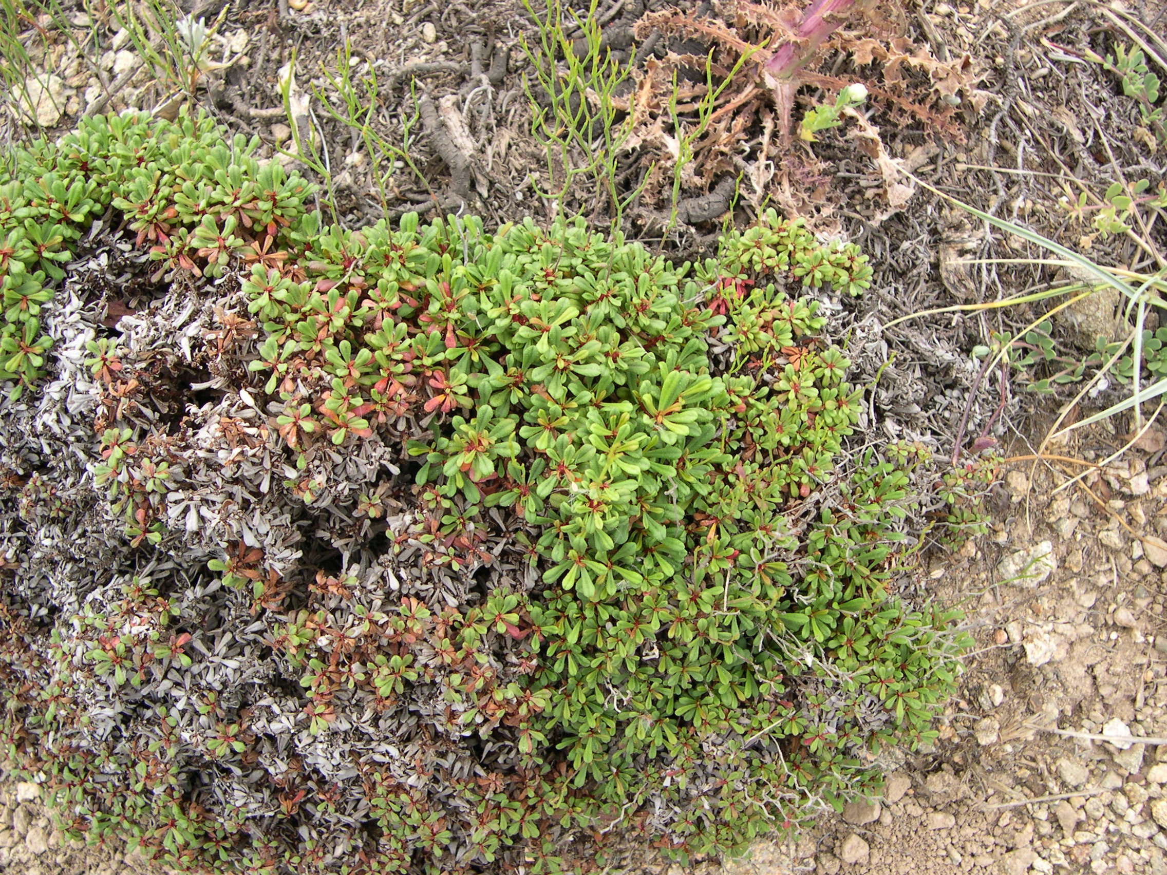 Afficher le média limonium_pseudominutum1md limonium_pseudominutum1md