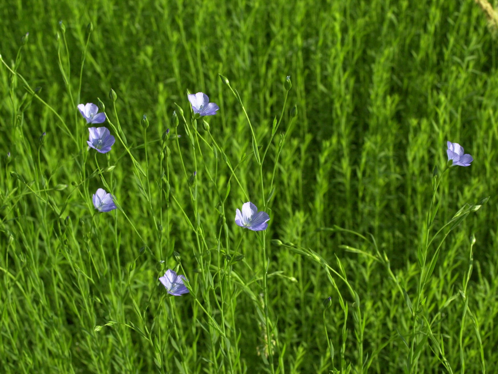 linum_usitatissimum2md