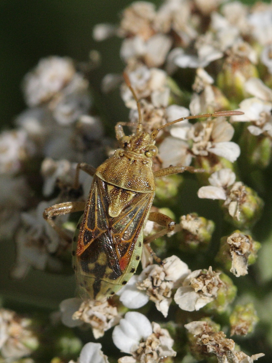 liorhyssus_hyalinus2bd