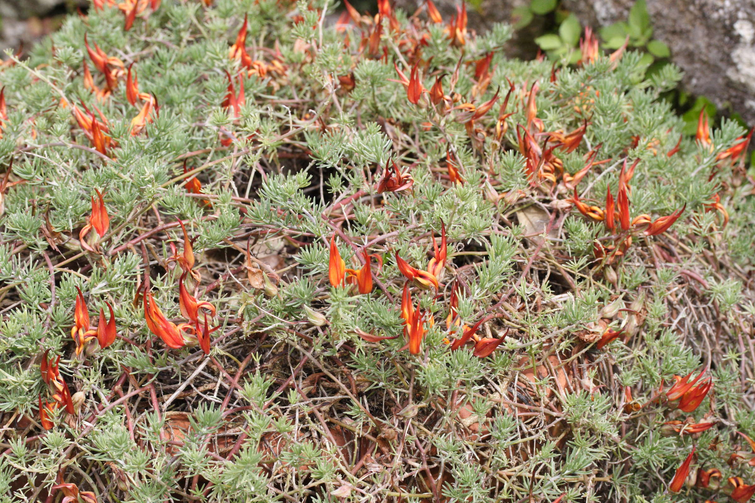 lotus_berthelotii1md