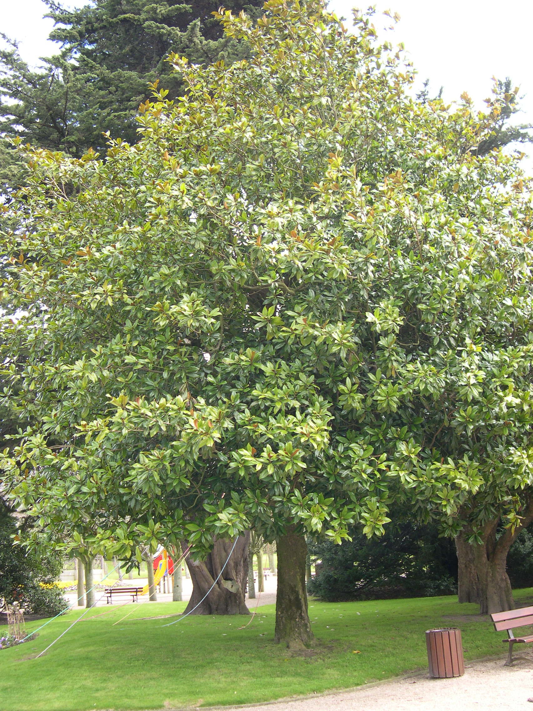 Afficher le média magnolia_grandiflora1md magnolia_grandiflora1md