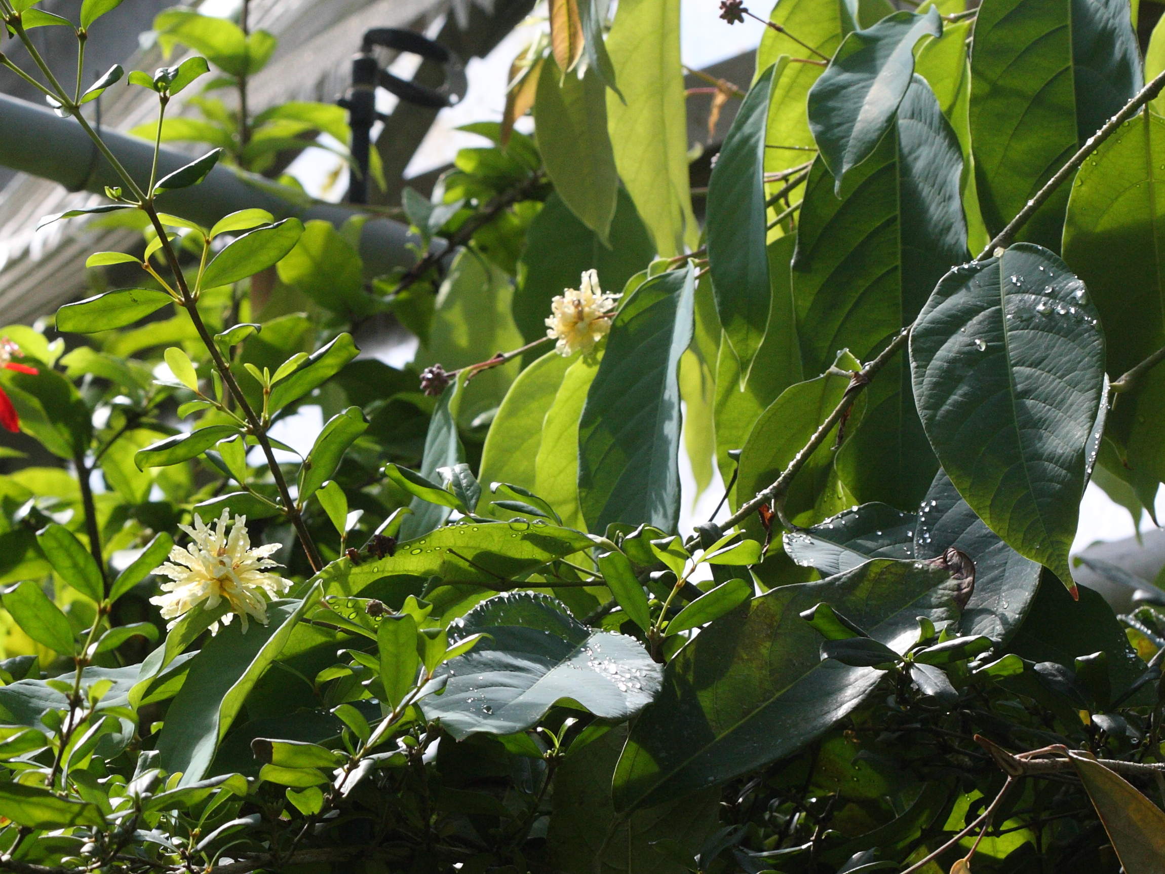 maingaya_malayana1bd