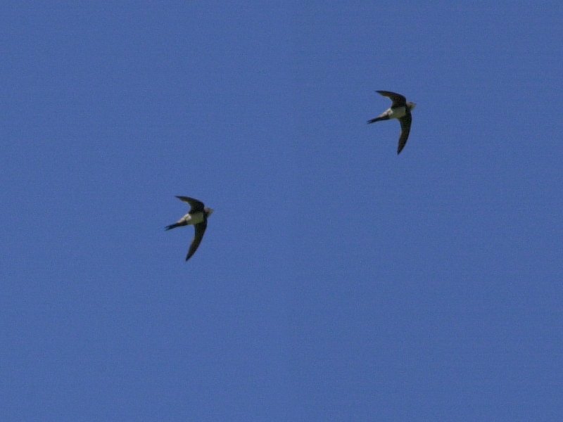 martinet_a_ventre_blanc_-_apus_melba1md