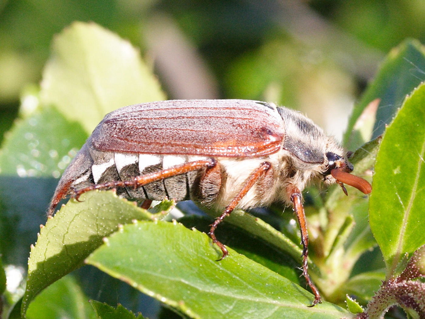 melolontha_melolontha5md