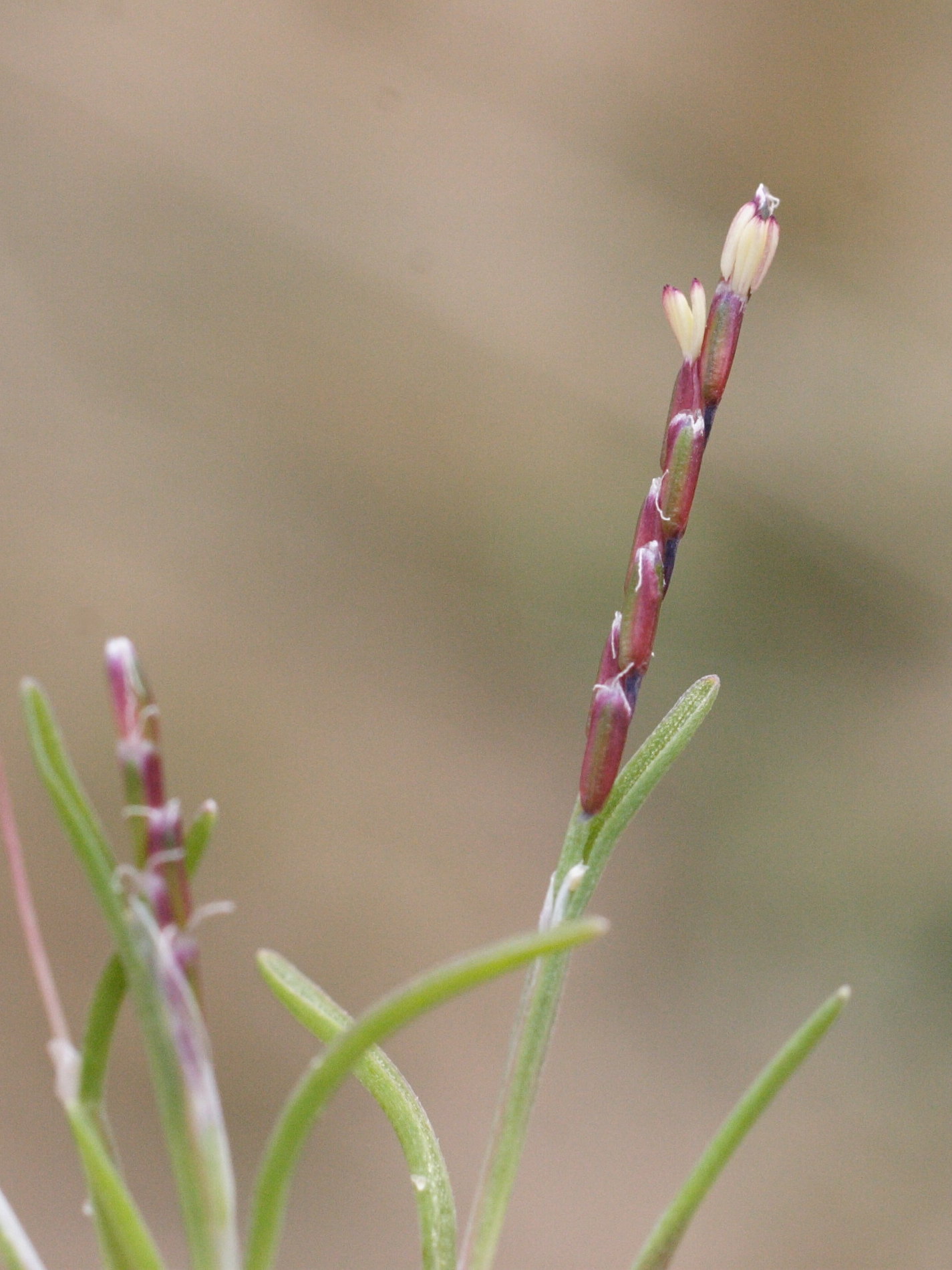 Afficher le média mibora_minima2md mibora_minima2md