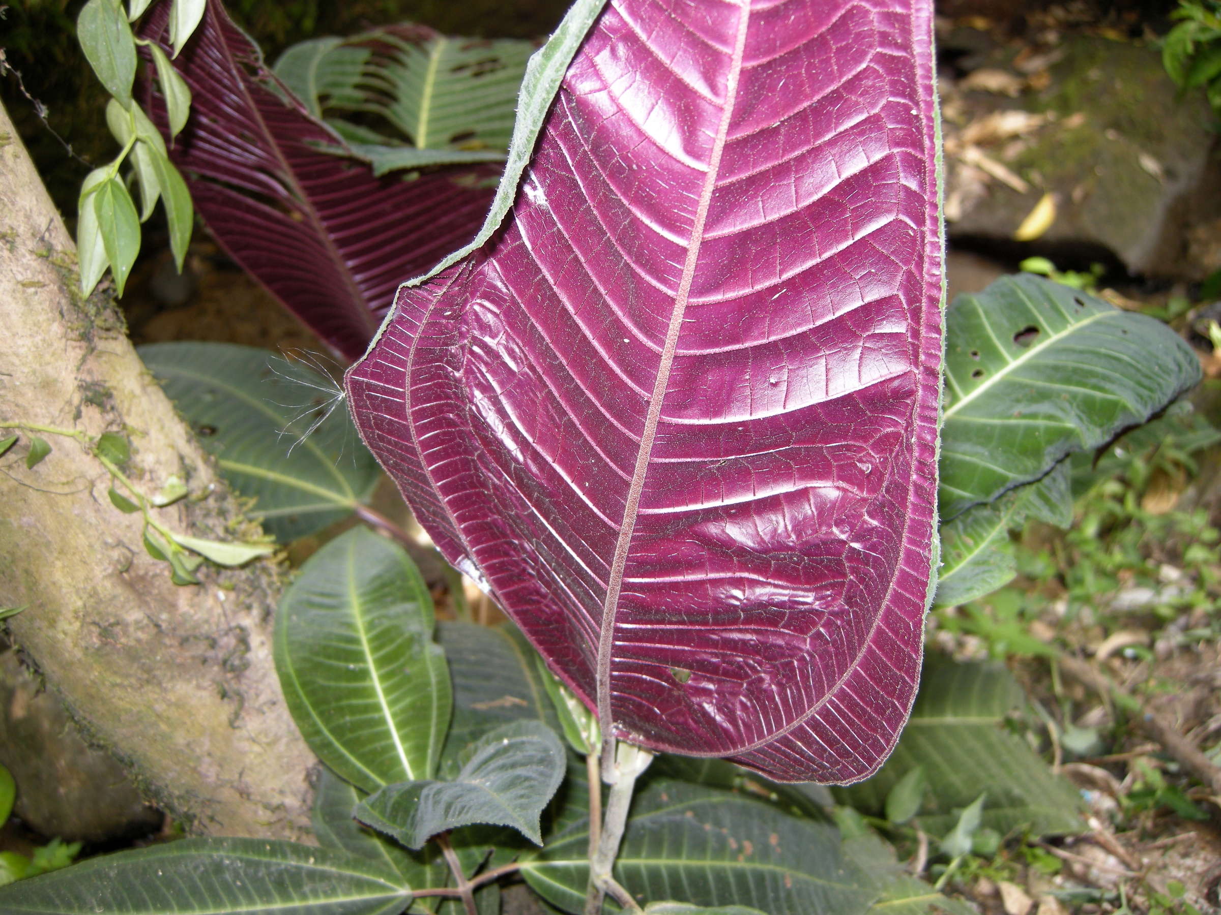 miconia_calvescens2md