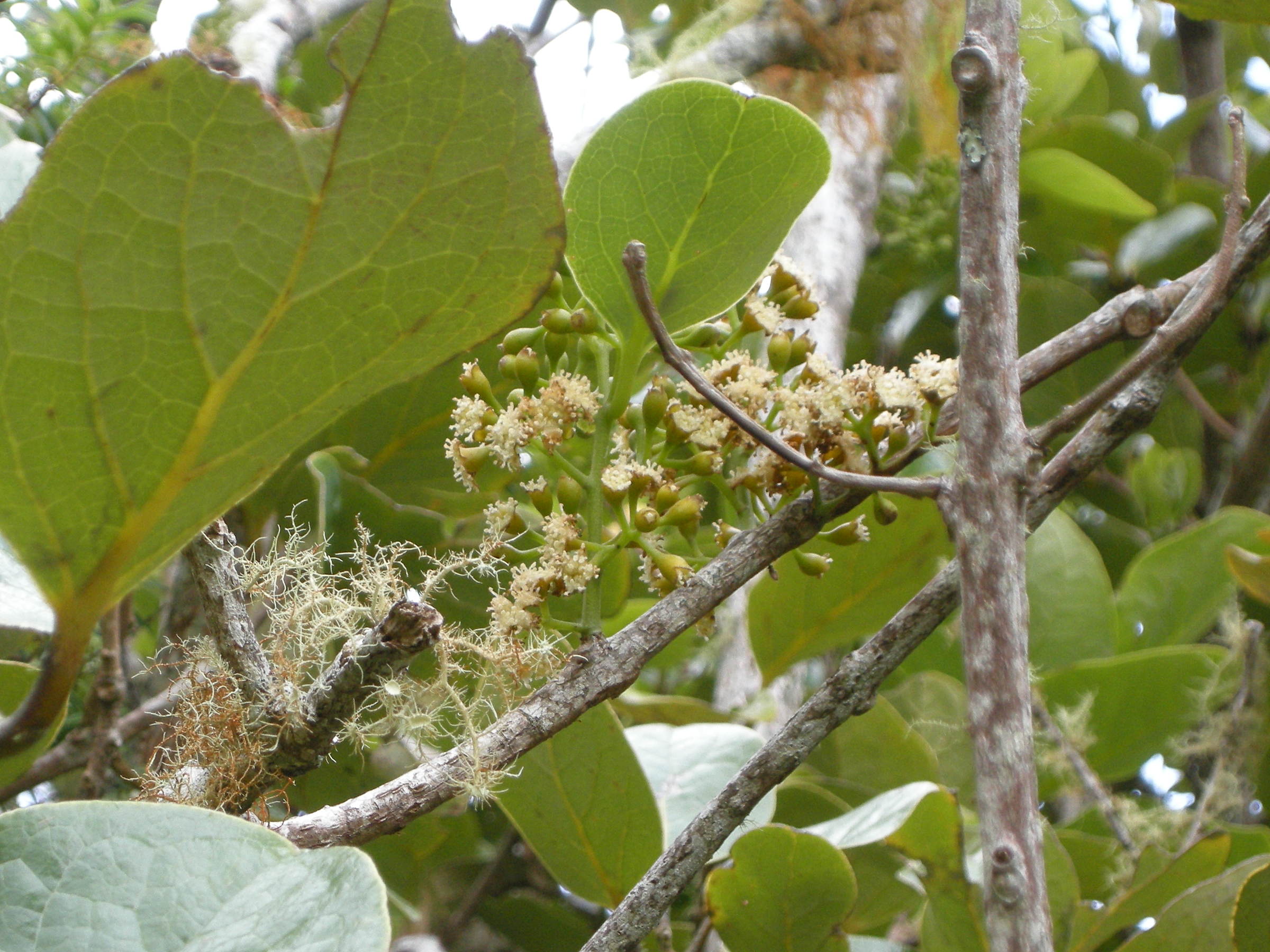 monimia_rotundifolia3md